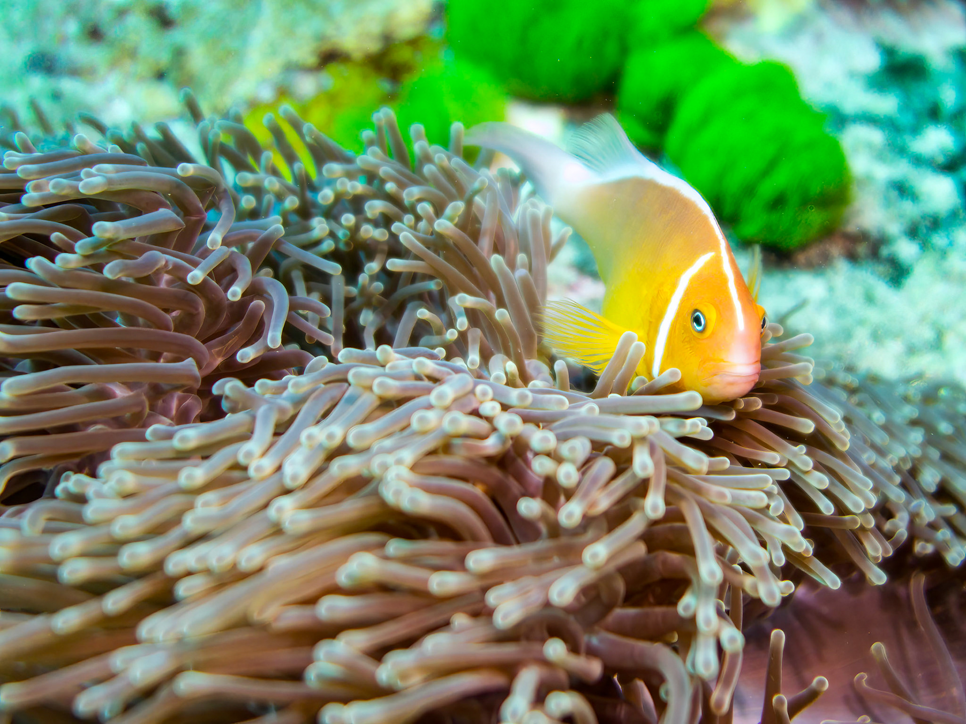 Pink Anemonefish (Amphiprion perideraion) Tagaqe, Fiji ¹⁄₄₀₀ sec at ƒ / 1.8, ISO-100 Depth -13.0 m Temp 25deg.