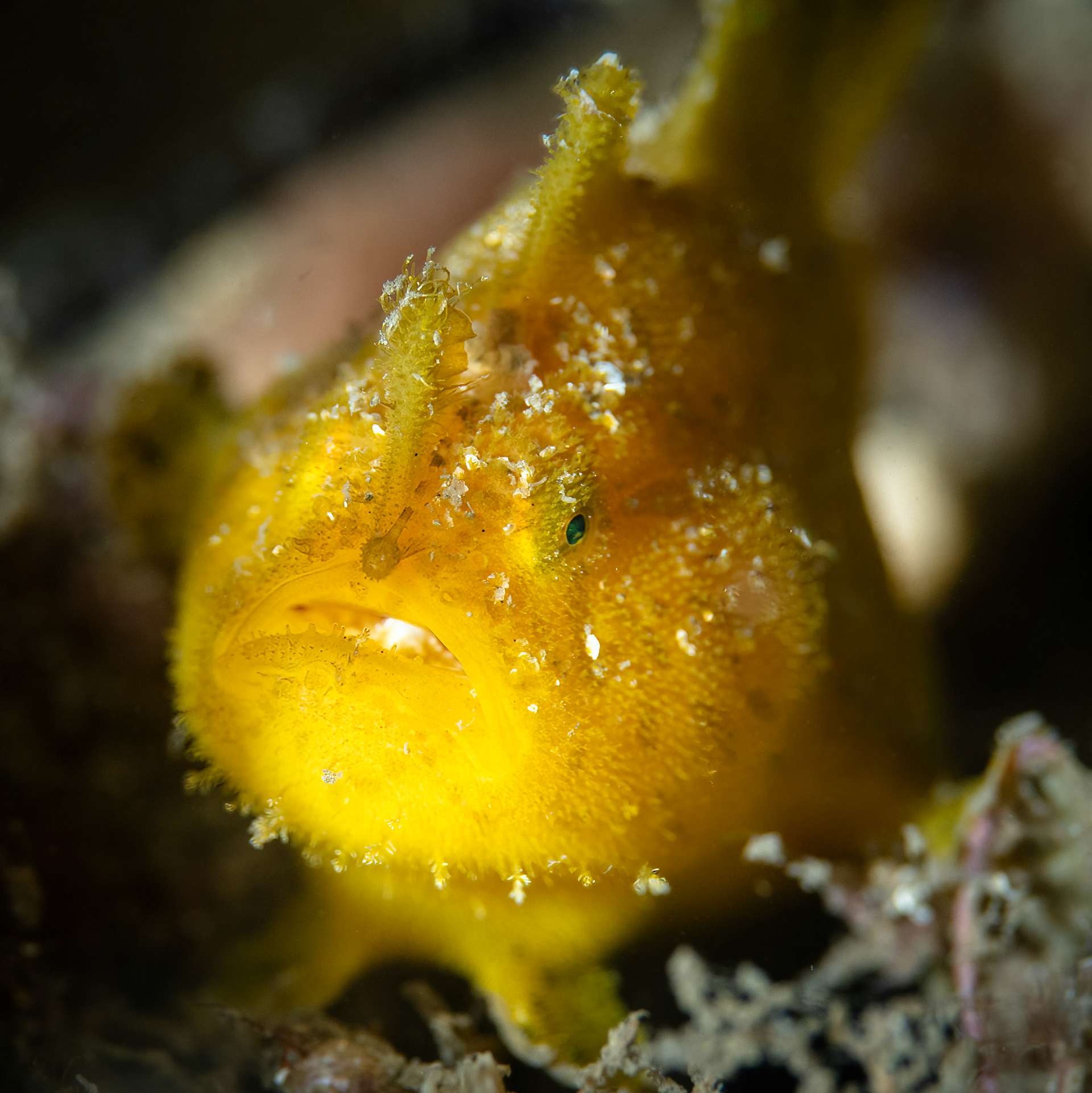 Striate Anglerfish (Antennarius striatus) Sydney, Australia Depth -6.0 m Temp 20deg1/160 sec f/5.6 ISO 200