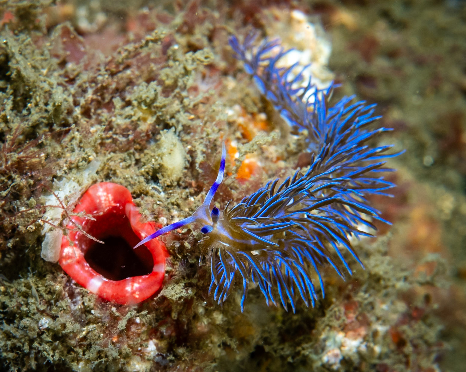 Blue Dragon Nudibranch (Pteraeolidia ianthina)Sydney, Australia¹⁄₁₆₀ sec at ƒ / 7.1, ISO-200Depth -13.0 mTemp 16deg