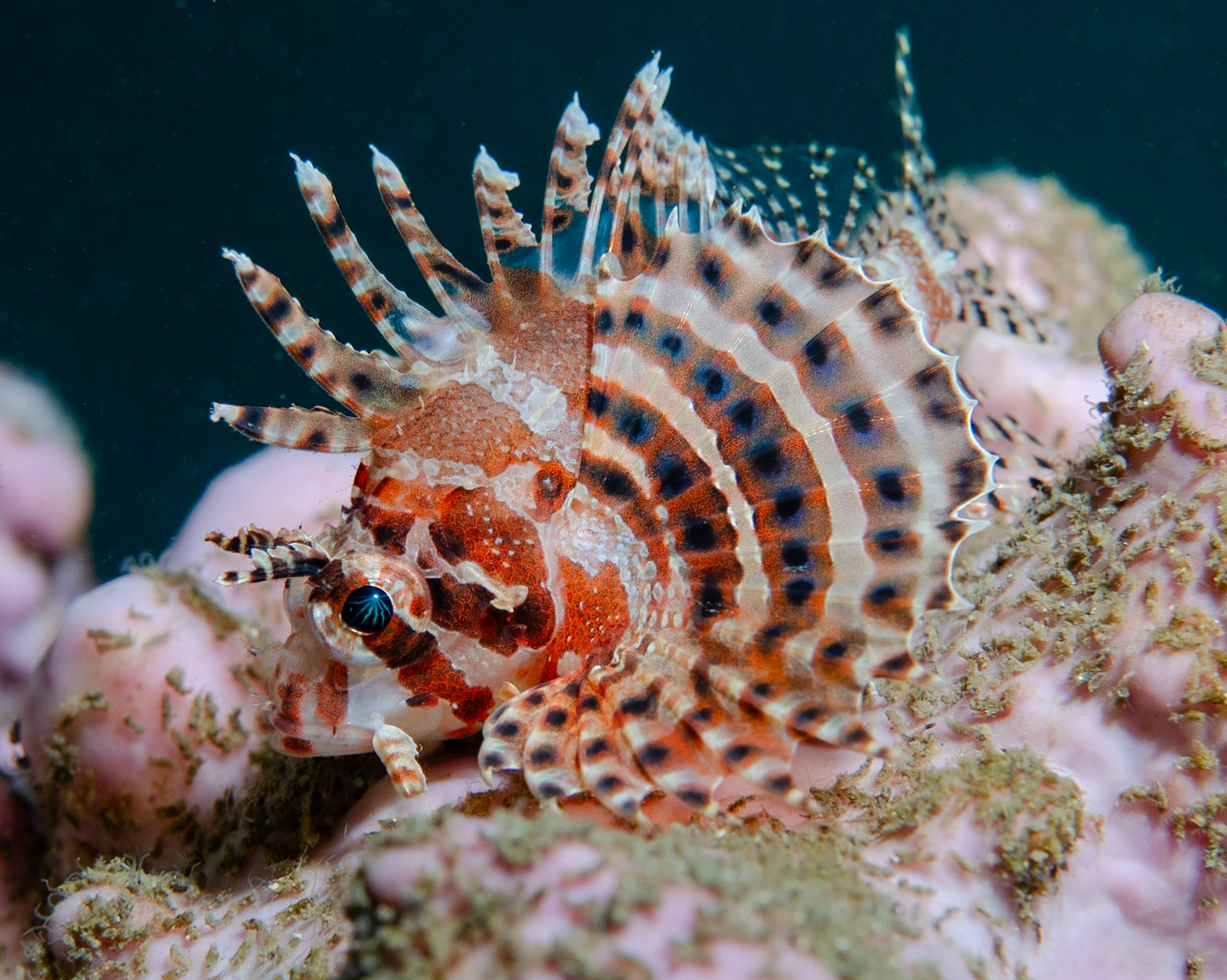 Dwarf Lionfish (Dendrochirus brachypterus) Sydney, Australia ¹⁄₁₂₅ sec at ƒ / 7.1, ISO-200 Depth -12.0 m Temp 19deg