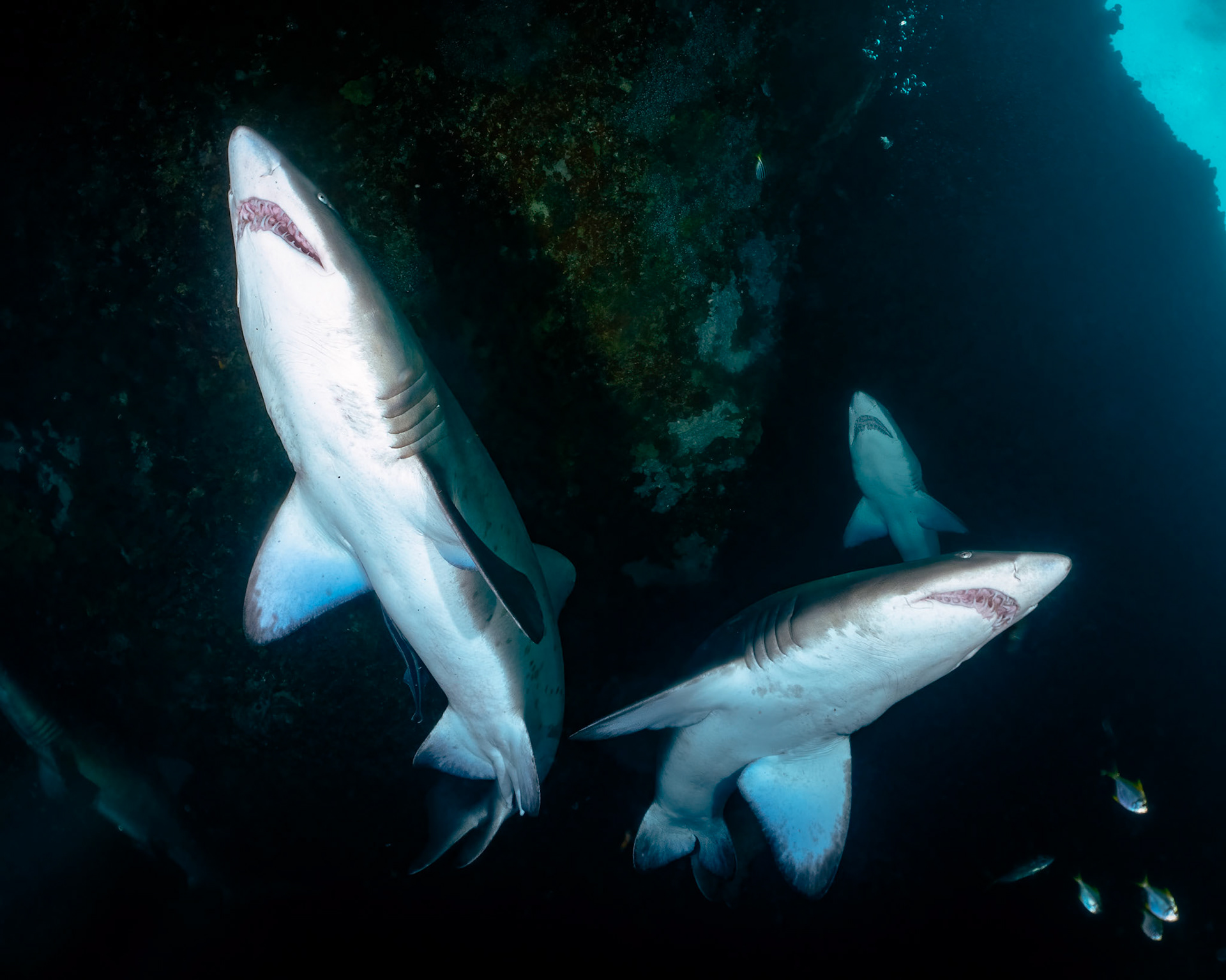 Greynurse Shark (Carcharias taurus Rafinesque) Sydney, Australia Depth -12.0 m Temp 19deg1/125 sec f/8 ISO 200
