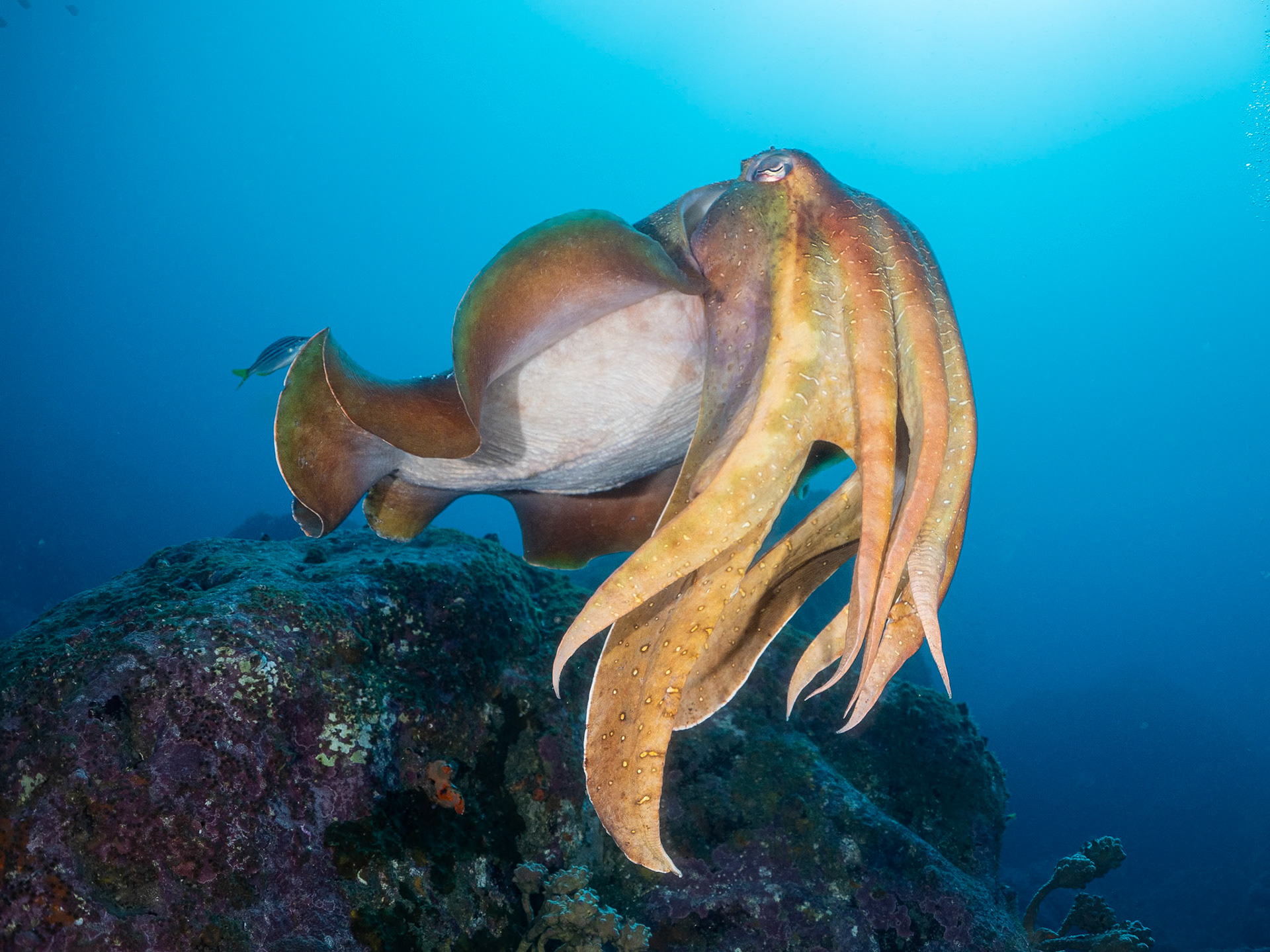 Giant Cuttlefish (Ascarosepion apama) Sydney, Australia ¹⁄₁₂₅ sec at ƒ / 7.1, ISO-200 Depth -20.0 m Temp 18deg