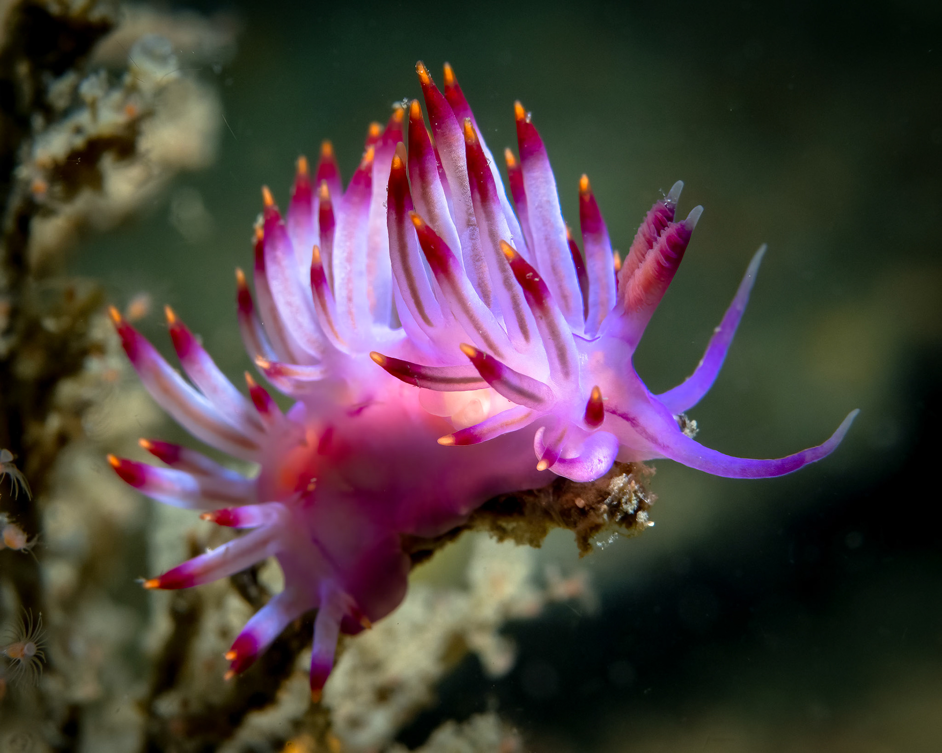 Tropical Gasflame (Trinchesia sibogae) Sydney, Australia Depth -17.0 m Temp 16deg1/125 sec f/9 ISO 200