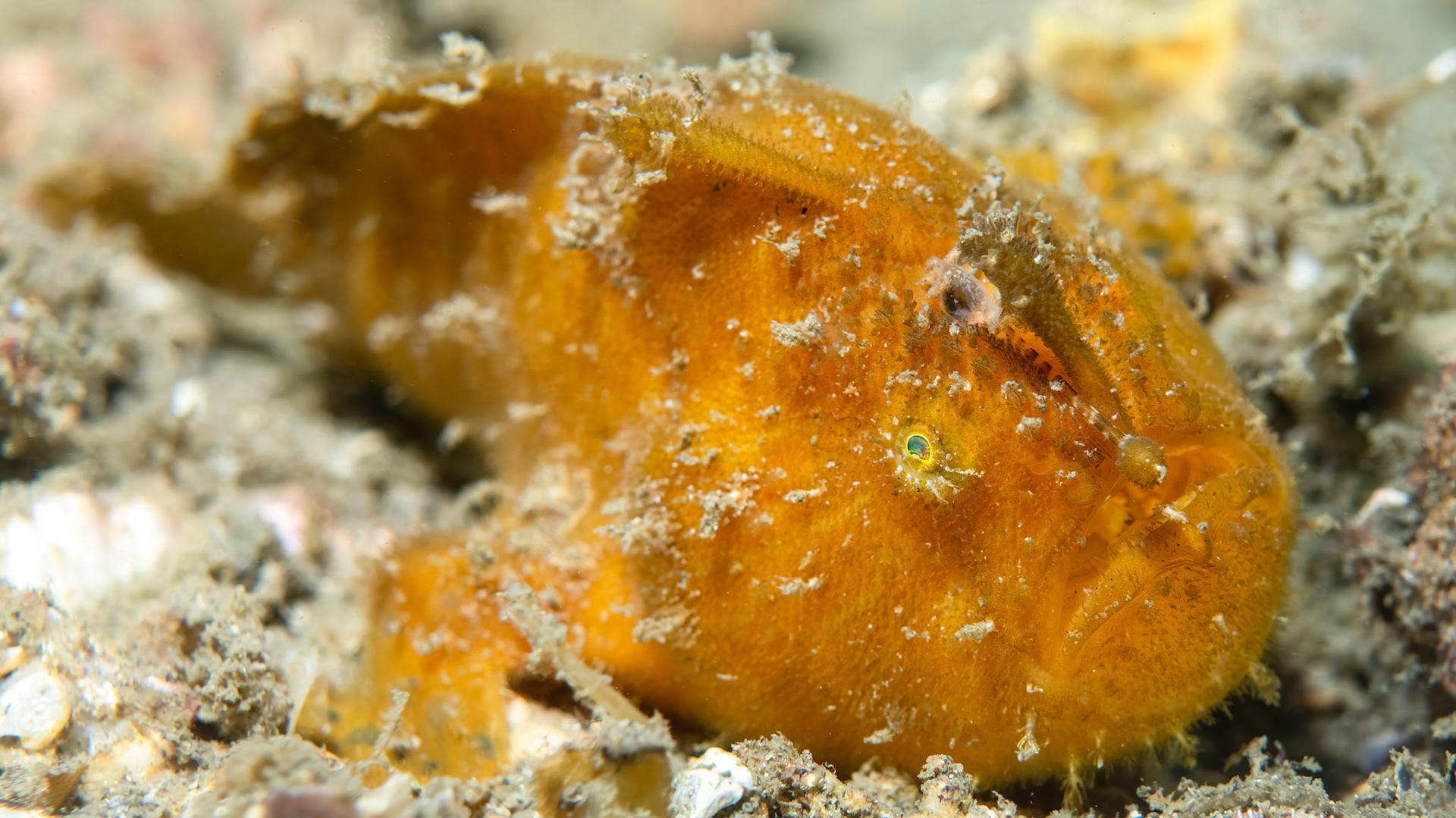 Striate Anglerfish (Antennarius striatus) Sydney, Australia ¹⁄₁₆₀ sec at ƒ / 5.6, ISO-200 Depth -7.0 m Temp 22deg