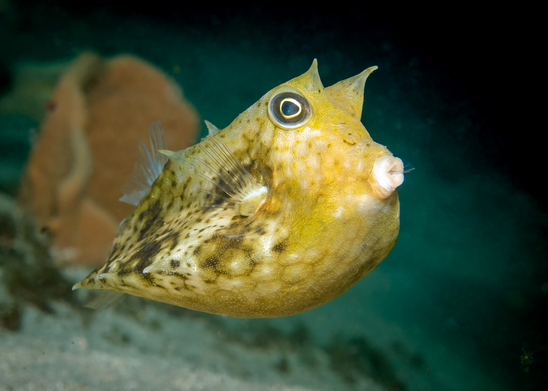 Roundbelly Cowfish (Lactoria diaphana) Sydney, Australia ¹⁄₁₂₅ sec at ƒ / 6.3, ISO-200 Depth -12.0 m Temp 19deg