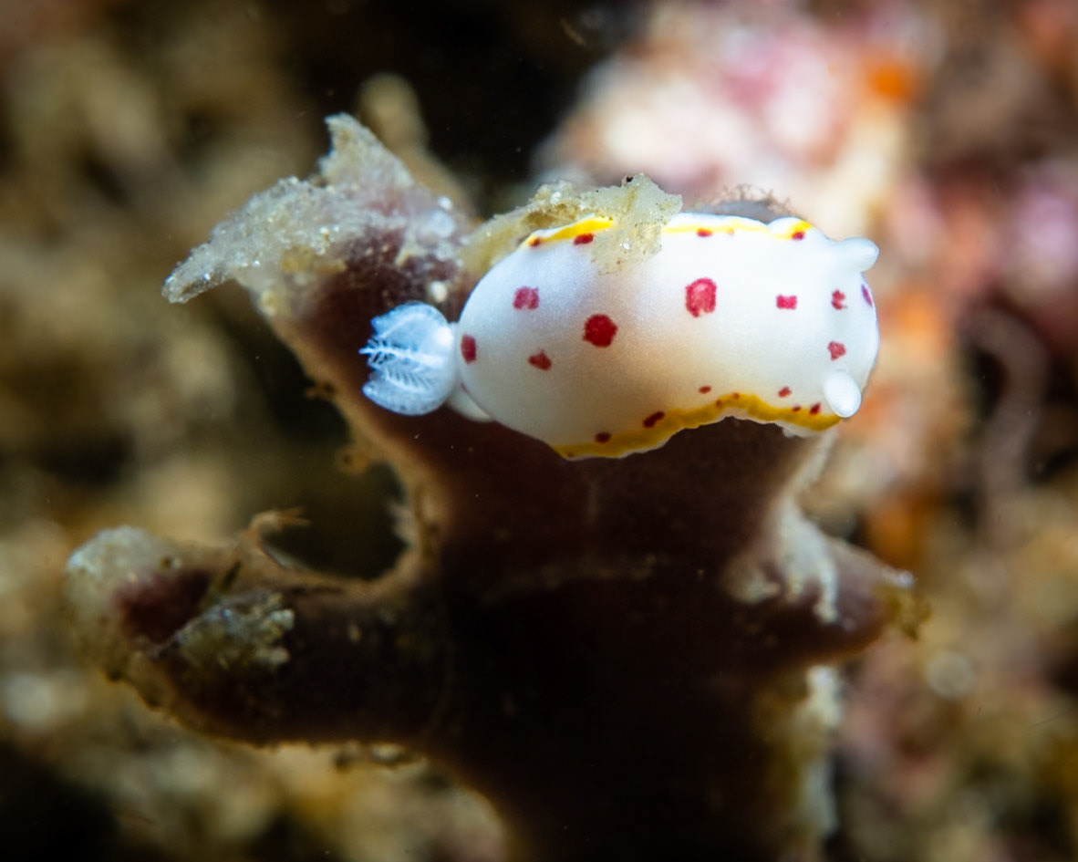 Mimic Nudibranch (Goniobranchus hunterae) Sydney, Australia ¹⁄₁₆₀ sec at ƒ / 10, ISO-200 Depth -12.0 m Temp 16deg