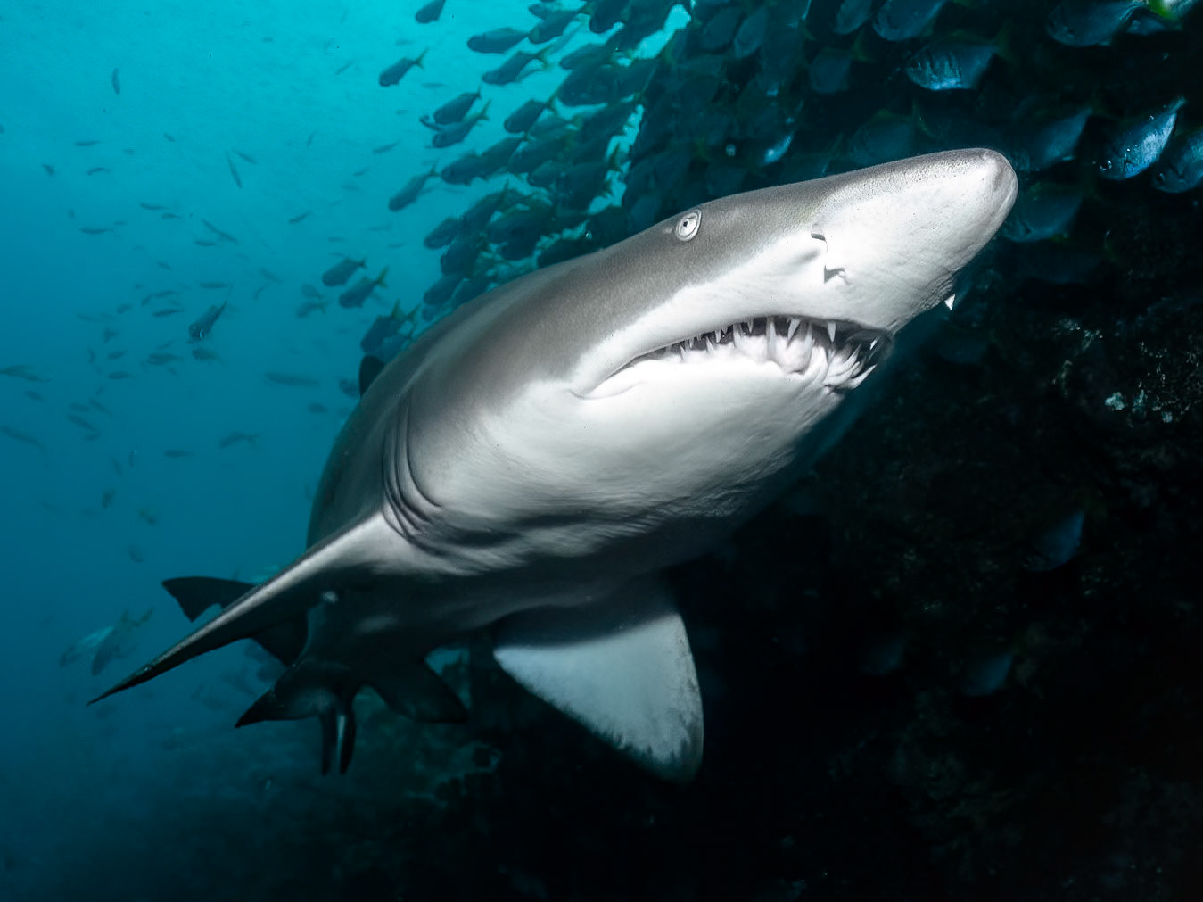 Greynurse Shark (Carcharias taurus Rafinesque) Sydney, Australia ¹⁄₁₂₅ sec at ƒ / 7.1, ISO-200 Depth -13.0 m Temp 22deg