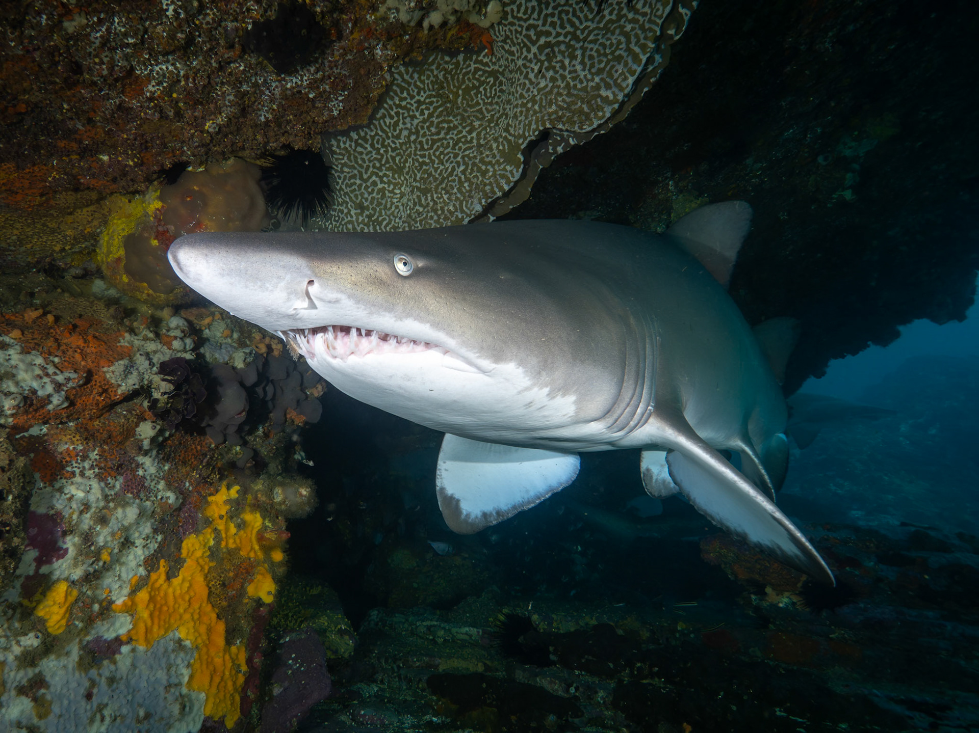 Greynurse Shark (Carcharias taurus Rafinesque) Long Reef, Sydney, Australia Depth -18.0 m Temp 22deg1/80 sec f/7.1 ISO 200