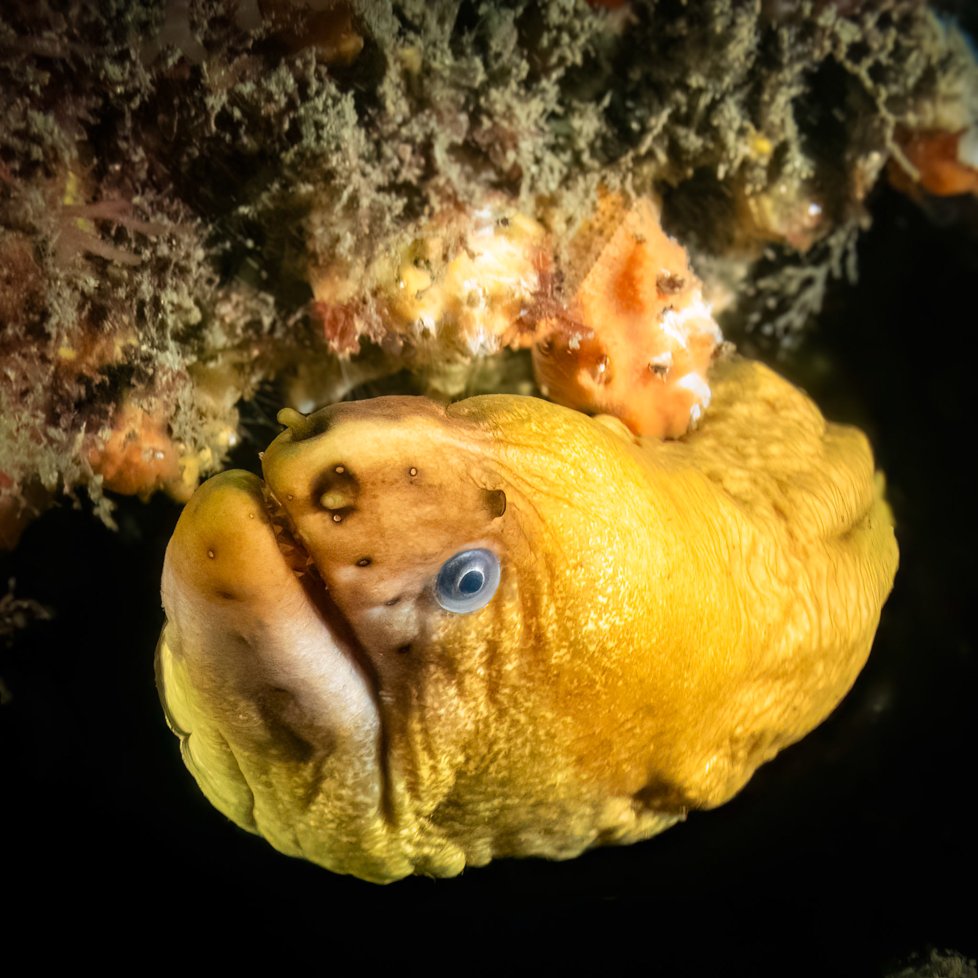 Green Moray (Gymnothorax prasinus) Sydney, Australia Depth -6.0 m Temp 19deg1/80 sec f/11 ISO 3200