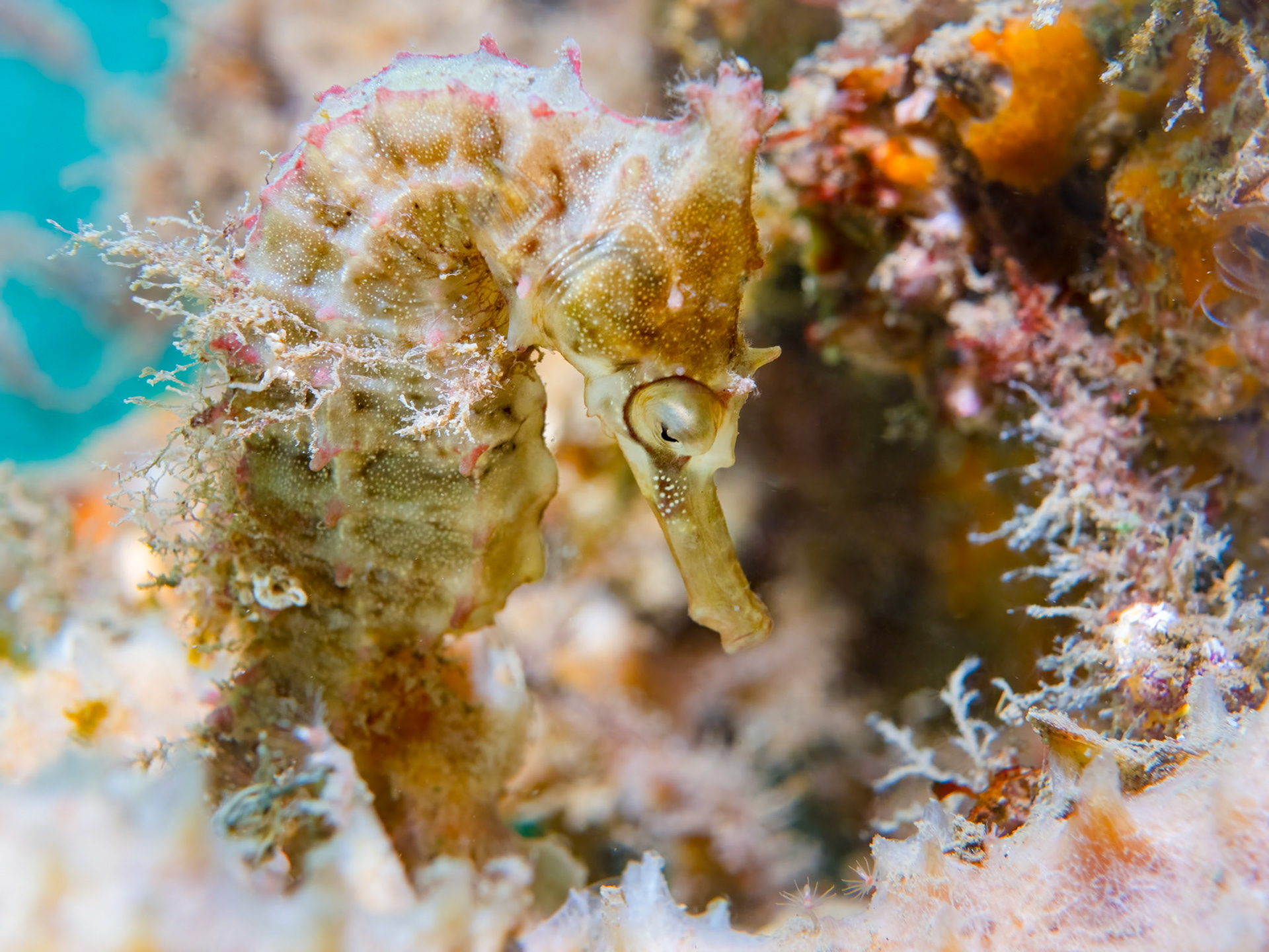 White's Seahorse (Hippocampus whitei) Sydney, Australia Depth -6.0 m Temp 24deg1/160 sec f/6.3 ISO 200