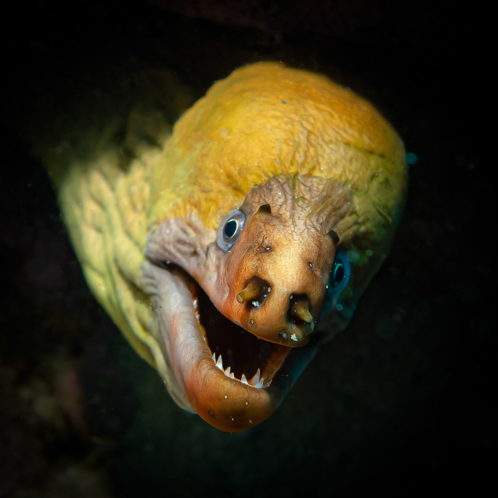 Green Moray (Gymnothorax prasinus) Sydney, Australia ¹⁄₁₆₀ sec at ƒ / 4.0, ISO-125 Depth -21.0 m Temp 21deg