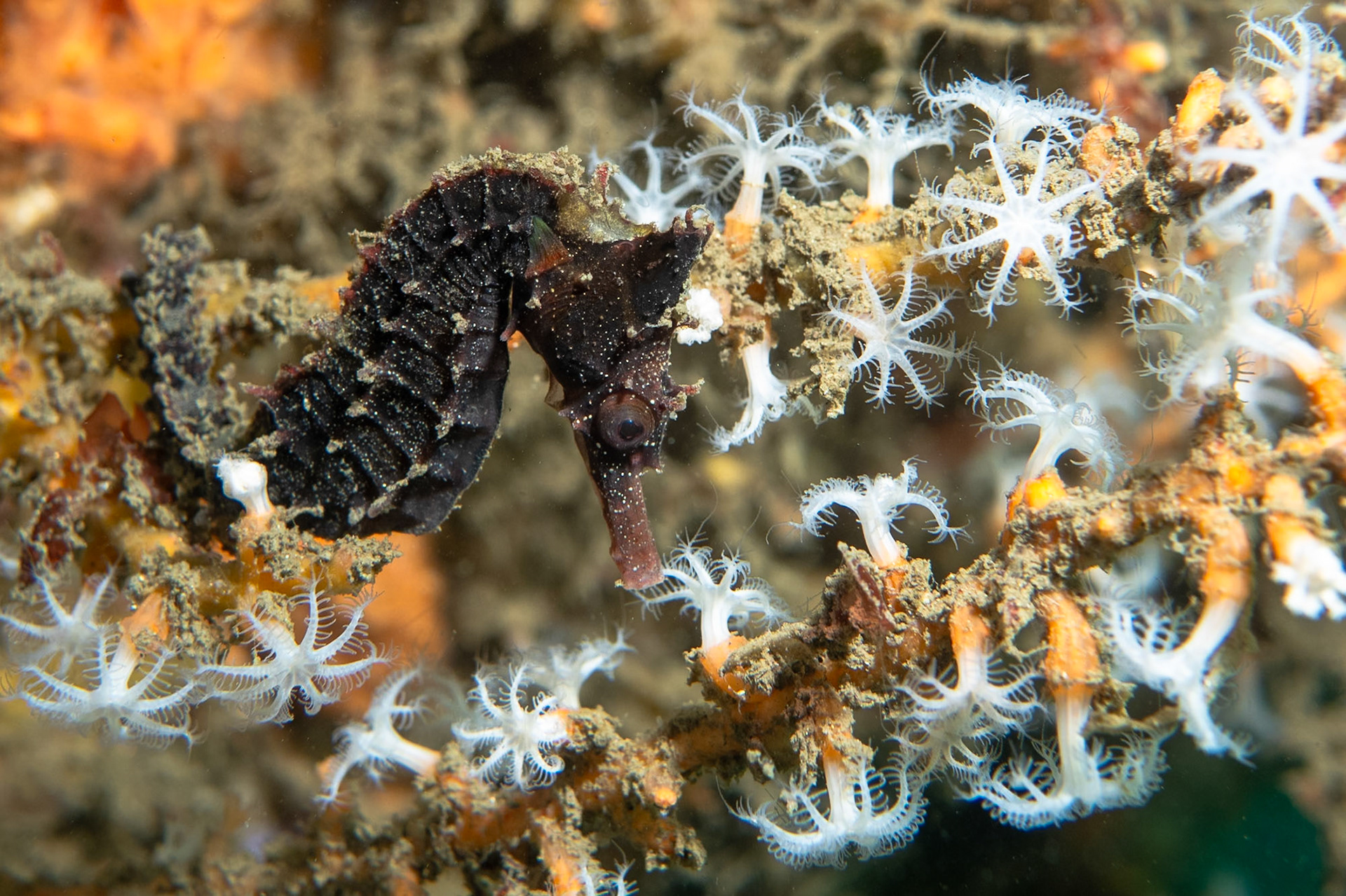 White's Seahorse (Hippocampus whitei) Sydney, Australia ¹⁄₂₀₀ sec at ƒ / 6.3, ISO-200 Depth -6.0 m Temp 16deg