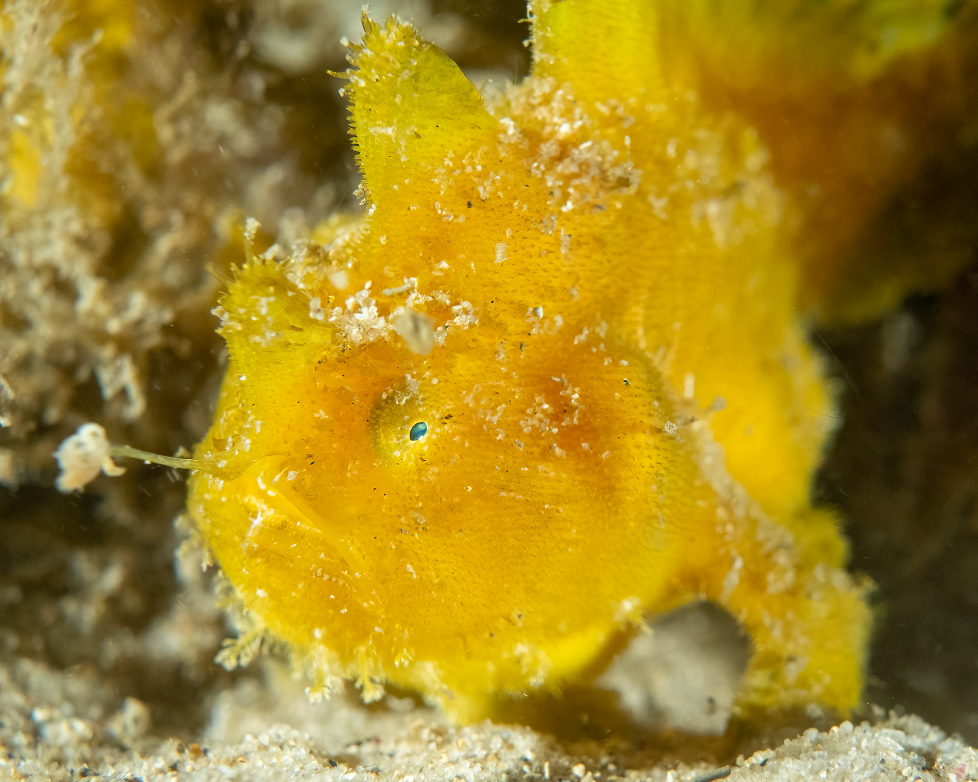 Striate Anglerfish (Antennarius striatus) Sydney, Australia ¹⁄₁₂₅ sec at ƒ / 5.6, ISO-1000 Depth -4.0 m Temp 21deg