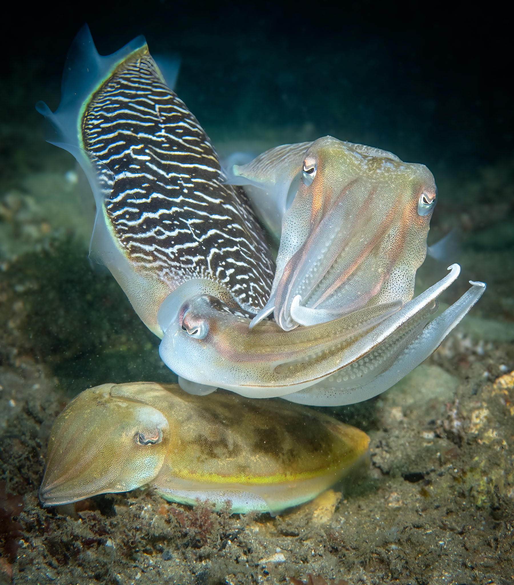 Mourning Cuttlefish (Ascarosepion plangon) Sydney, Australia Depth -4.0 m Temp 16deg1/125 sec f/7.1 ISO 200