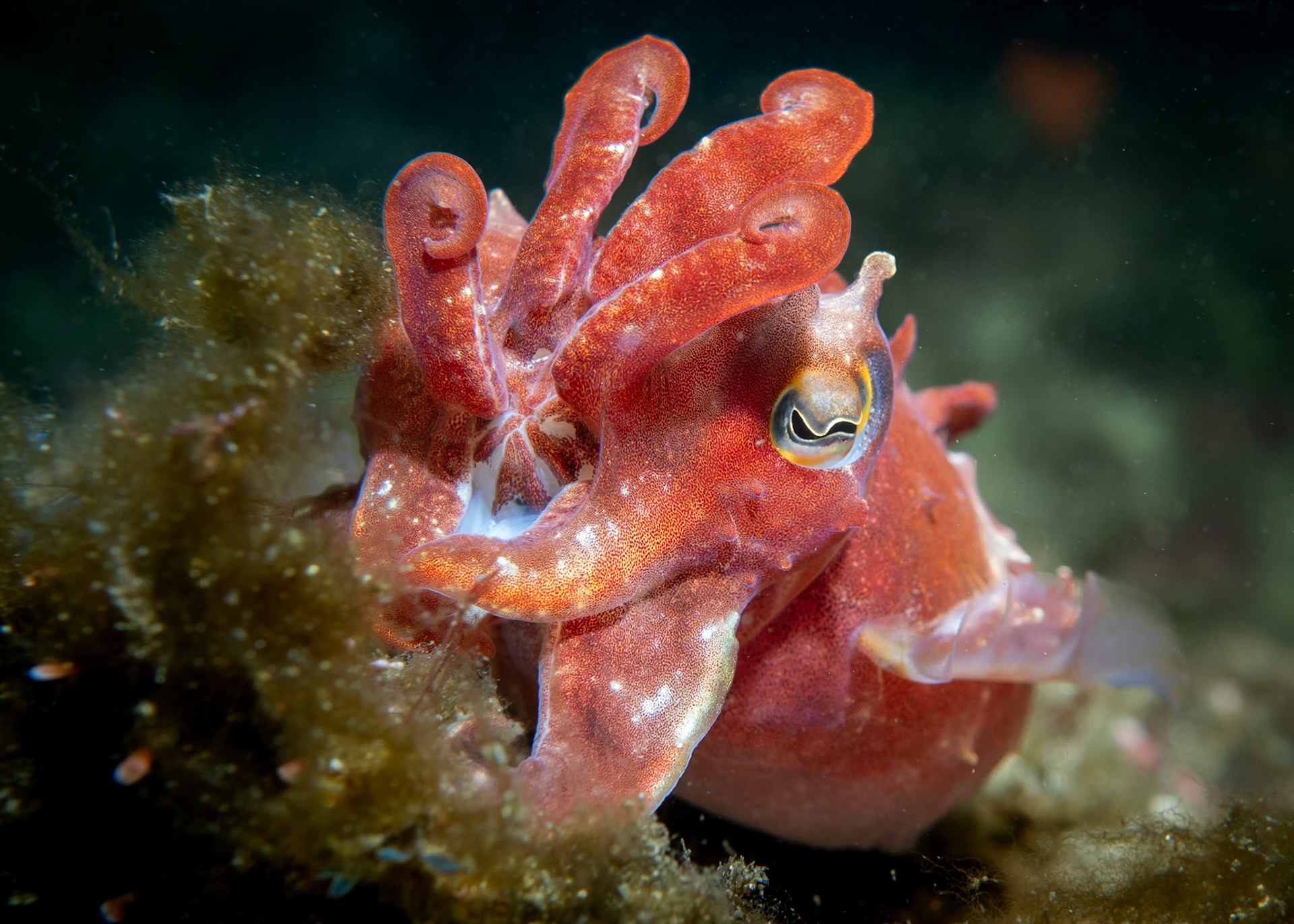 Ken's Cuttlefish (Sepia grahami) Sydney, Australia ¹⁄₁₂₅ sec at ƒ / 6.3, ISO-200 Depth -13.0 m Temp 19deg