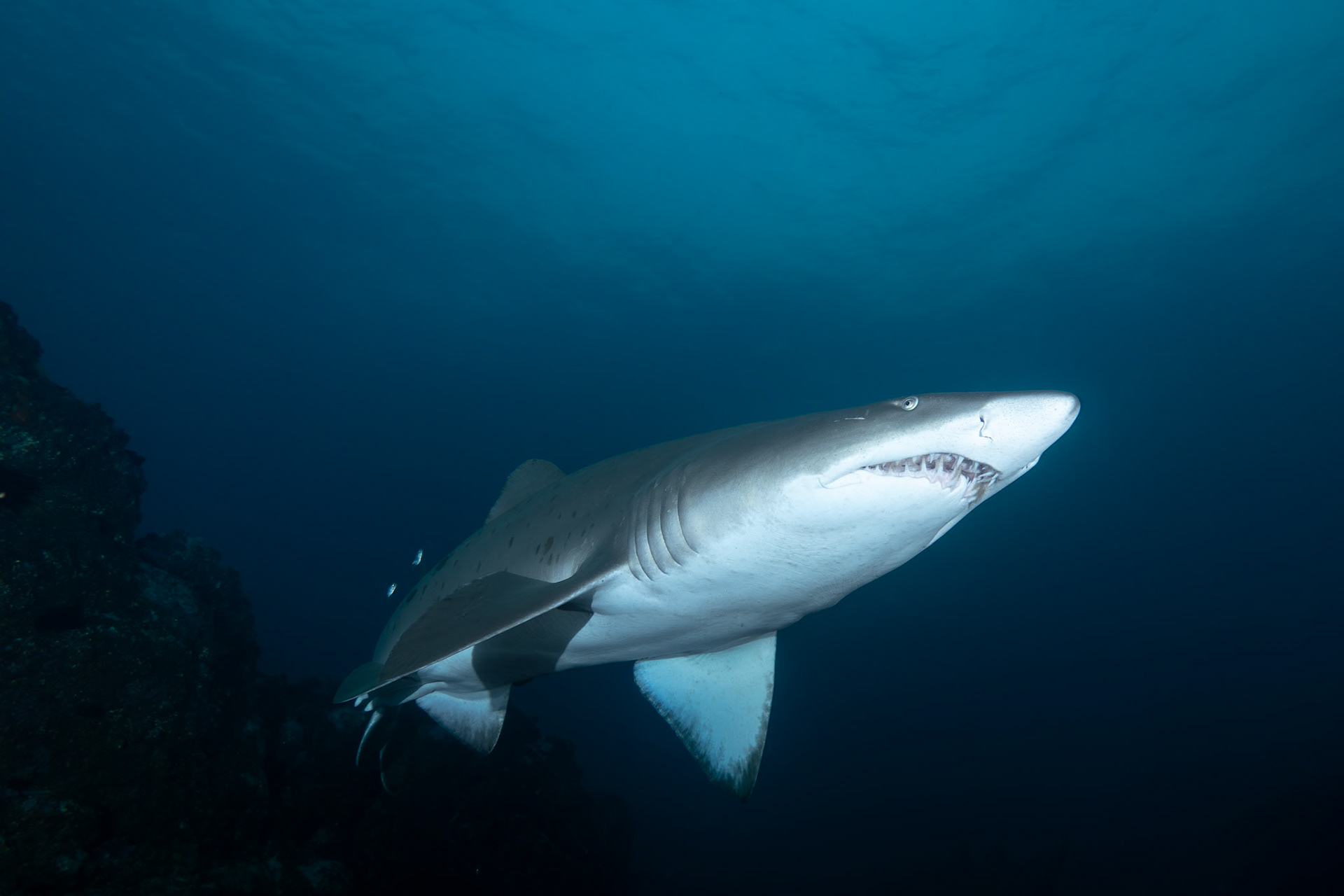 Greynurse Shark (Carcharias taurus Rafinesque) Long Reef, Sydney, Australia Depth -12.0 m Temp 22deg1/100 sec f/8 ISO 200