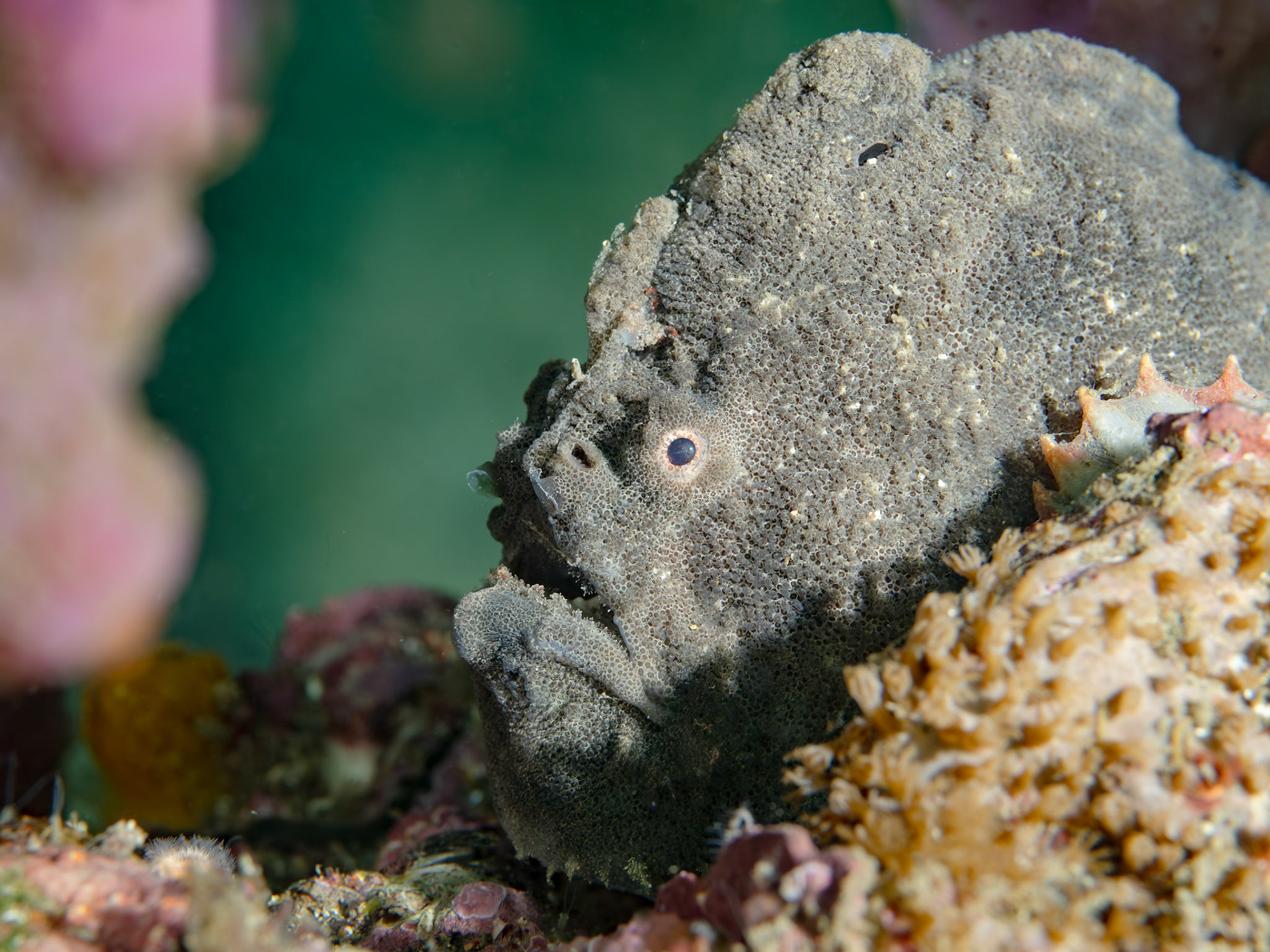 Red-fingered Anglerfish (Porophryne erythrodactylus) Kurnell, Sydney, Australia Depth -11.0 m Temp 20deg1/125 sec f/7.1 ISO 200