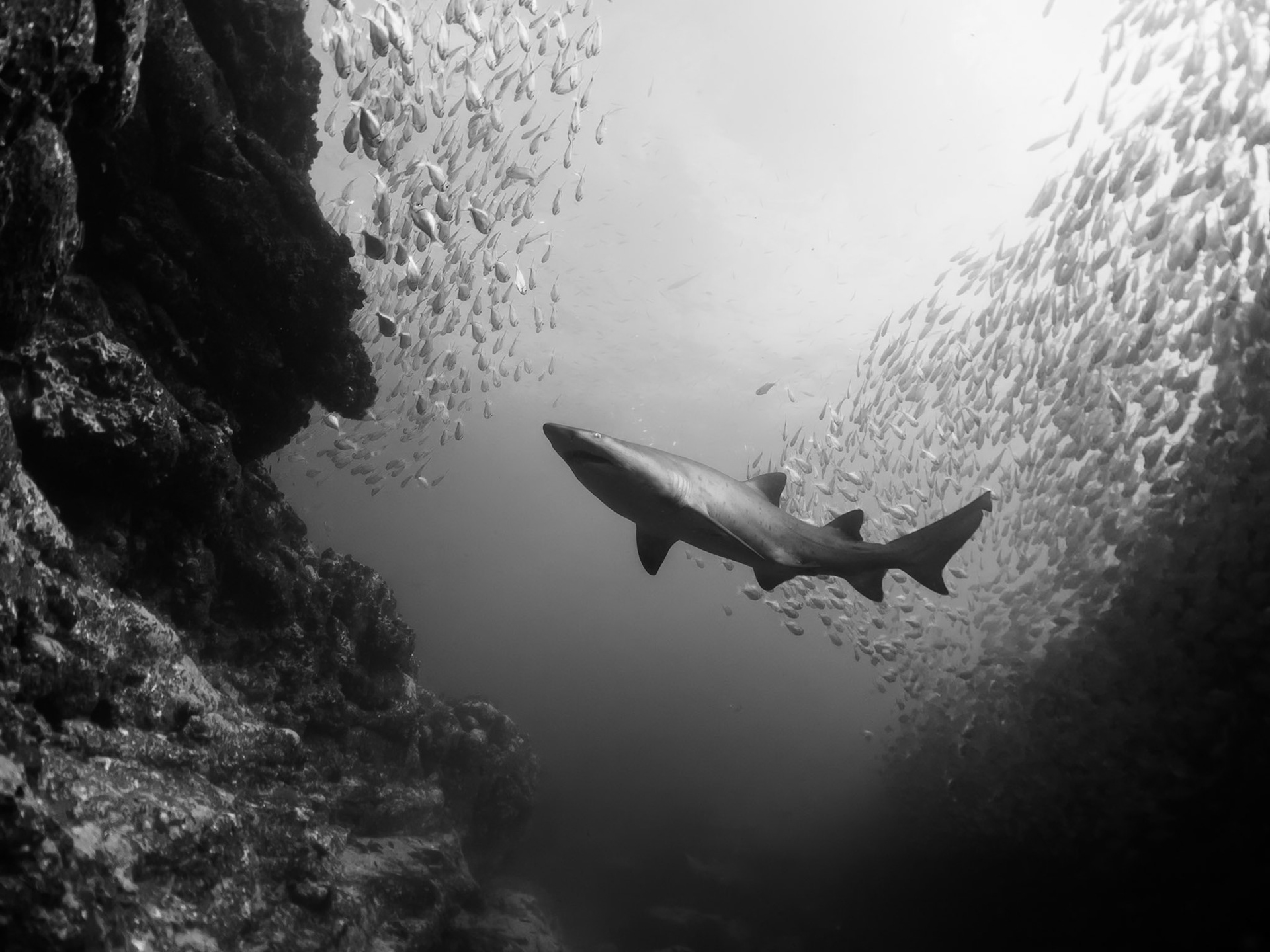 Greynurse Shark (Carcharias taurus Rafinesque) Sydney, Australia ¹⁄₁₂₅ sec at ƒ / 5.6, ISO-320 Depth -13.0 m Temp 22deg