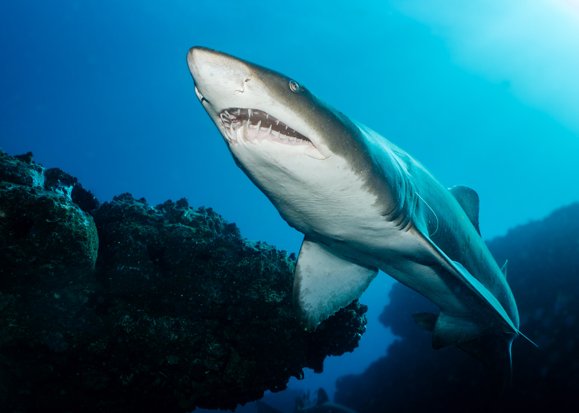 Grey Nurse Shark (Carcharias taurus Rafinesque) Sydney, Australia ¹⁄₂₀₀ sec at ƒ / 6.3, ISO-200 Depth -10.0 m Temp 21deg