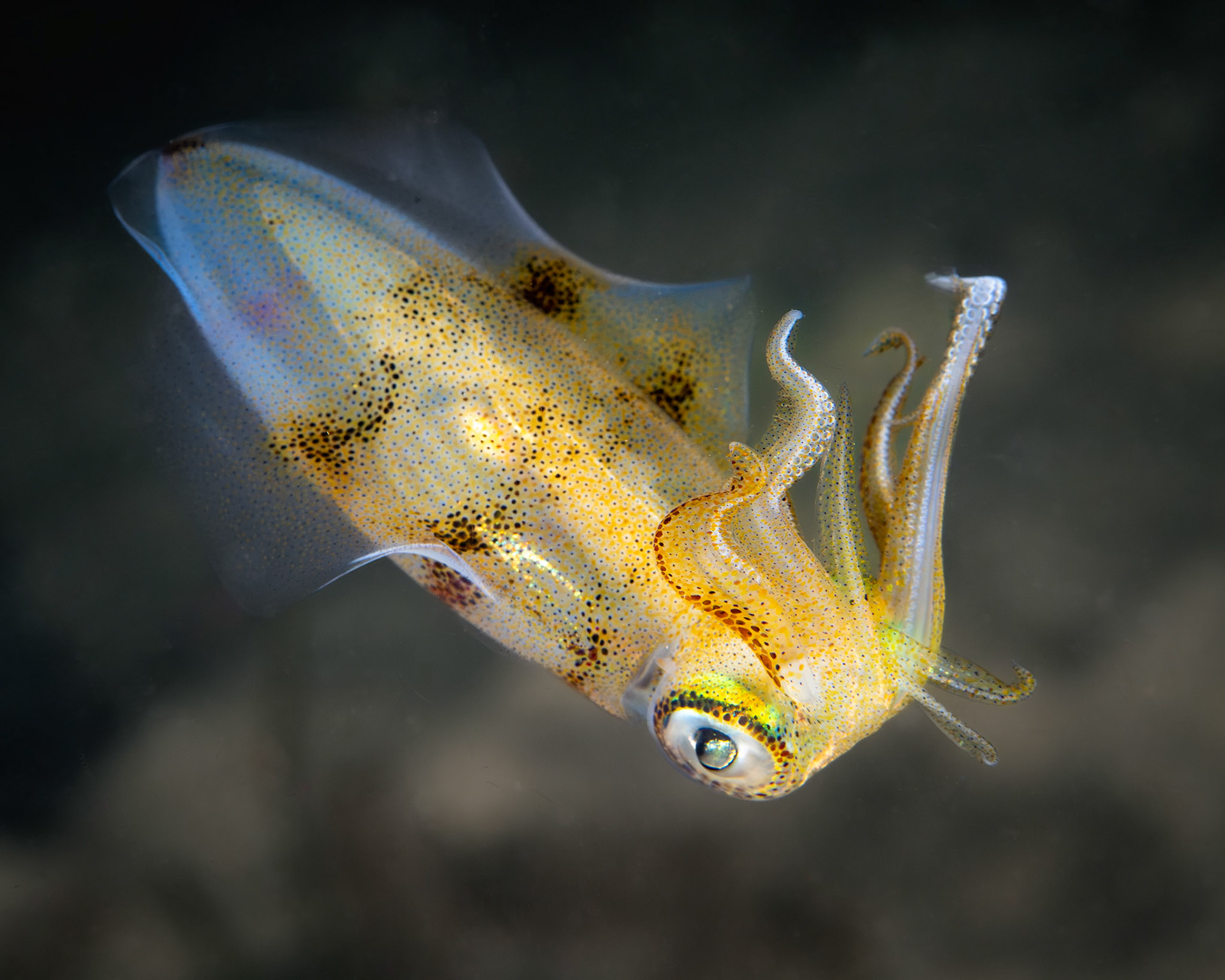 Southern Calamari Squid (Sepioteuthis australis) Sydney, Australia Depth -4.0 m Temp 19deg1/160 sec f/8 ISO 200