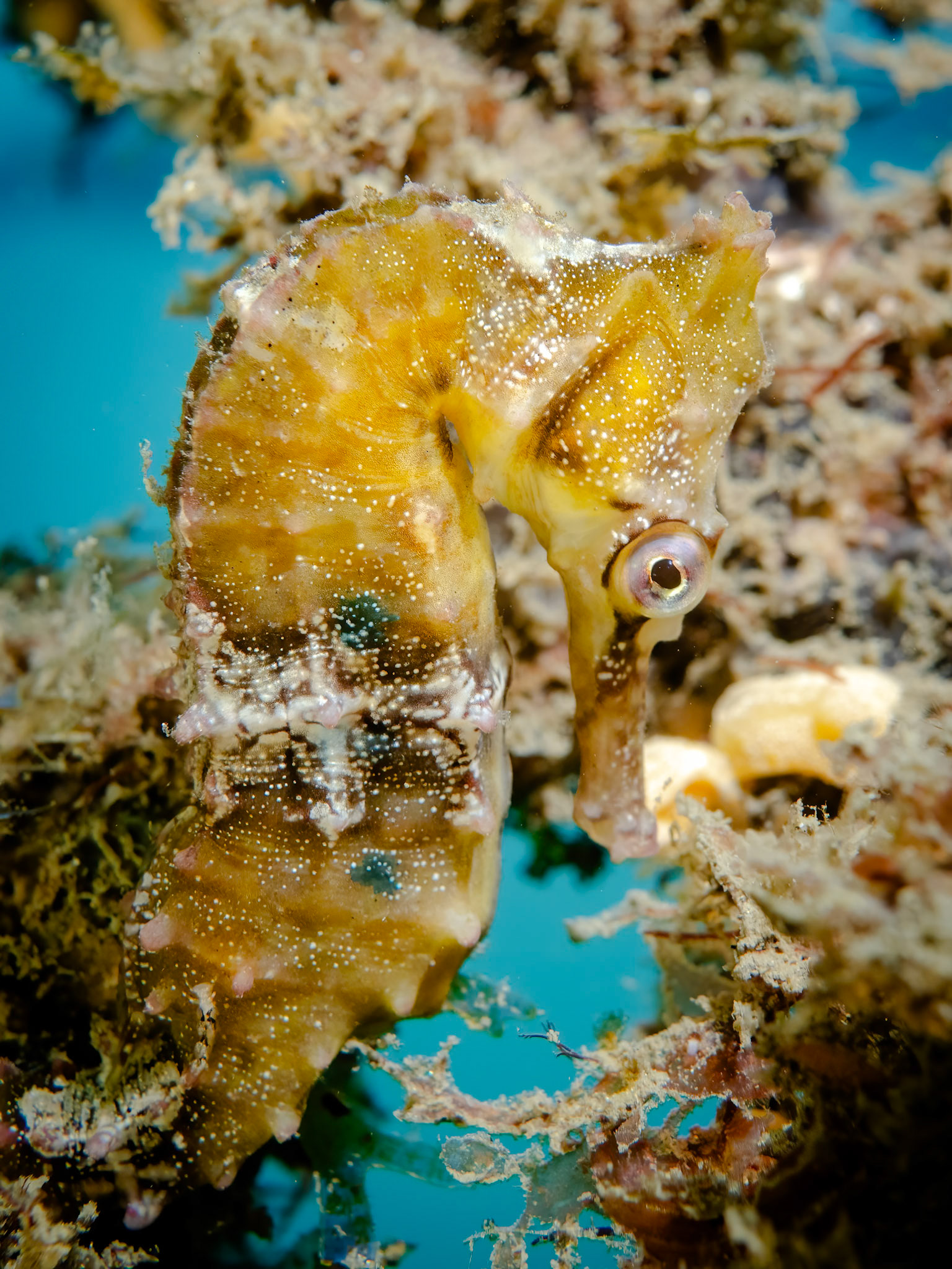 White's Seahorse (Hippocampus whitei) Sydney, Australia ¹⁄₁₀₀ sec at ƒ / 7.1, ISO-200 Depth -3.0 m Temp 23deg