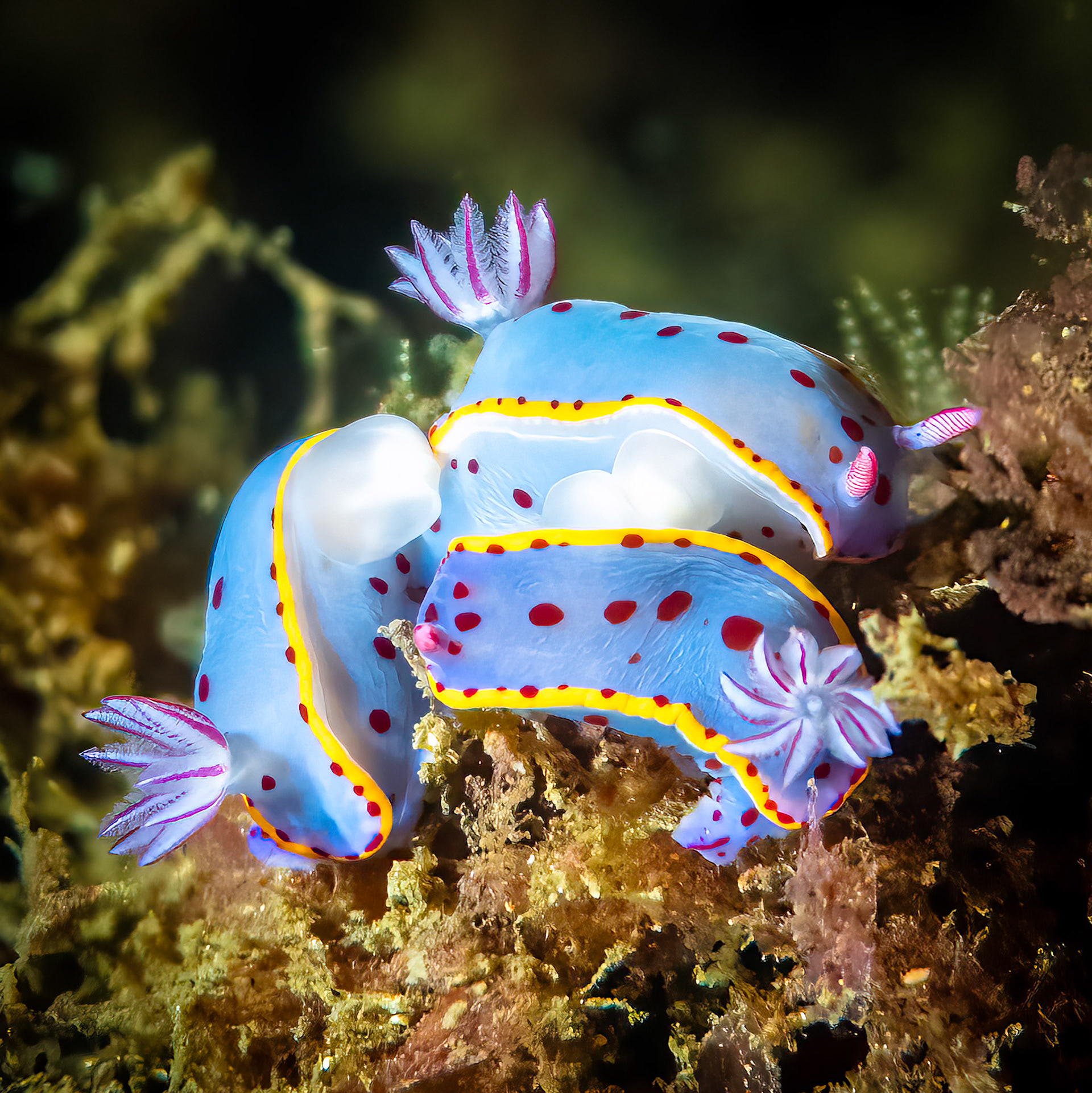 Bennett's Nudibranch (Hypseldoris bennetti) Sydney, Australia ¹⁄₁₆₀ sec at ƒ / 5.6, ISO-1600 Depth -13.0 m Temp 18deg.