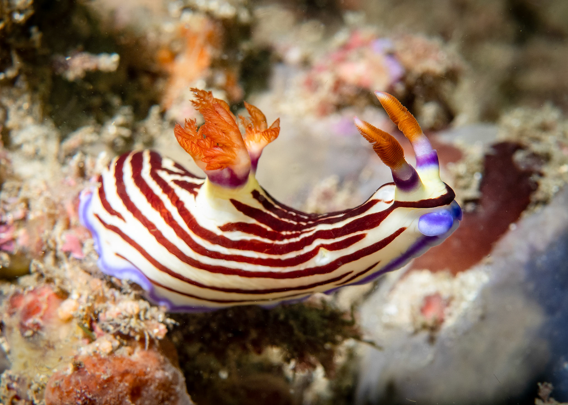 Purple Lined Nudibranch (Nembrotha purpureolineata) Sydney, Australia Depth -13.0 m Temp 18deg1/200 sec f/6.3 ISO 200