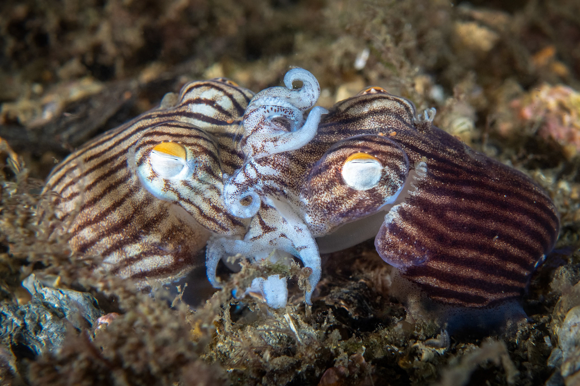 Striped Pyjama Bottletail (Sepioloidea lineolata) Sydney, Australia Depth -6.0 m Temp 20deg1/200 sec f/6.3 ISO 200