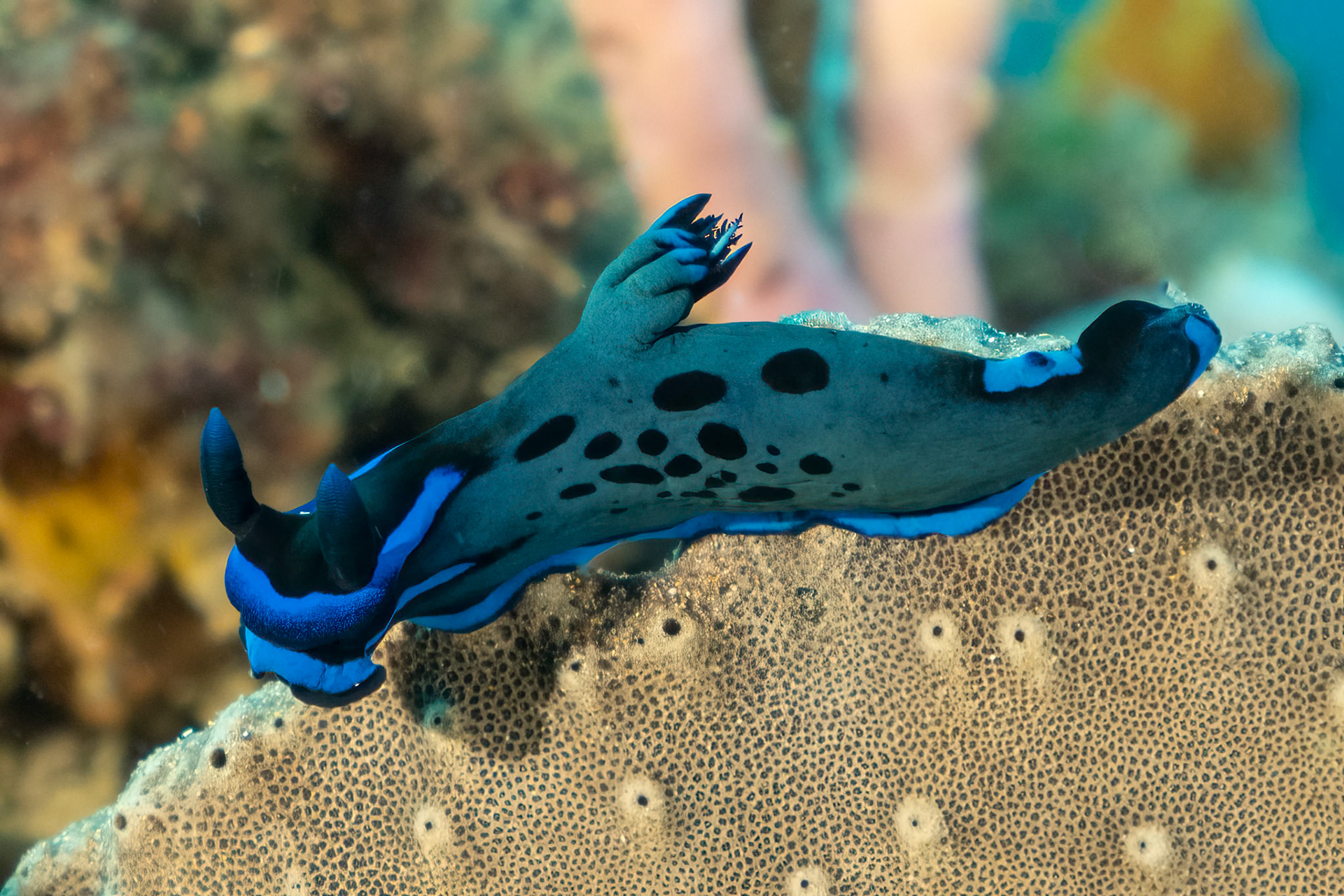 Gloomy Nudibranch (Tambja morosa) Sydney, Australia ¹⁄₈₀ sec at ƒ / 6.3, ISO-640 Depth -11.0 m Temp 17deg