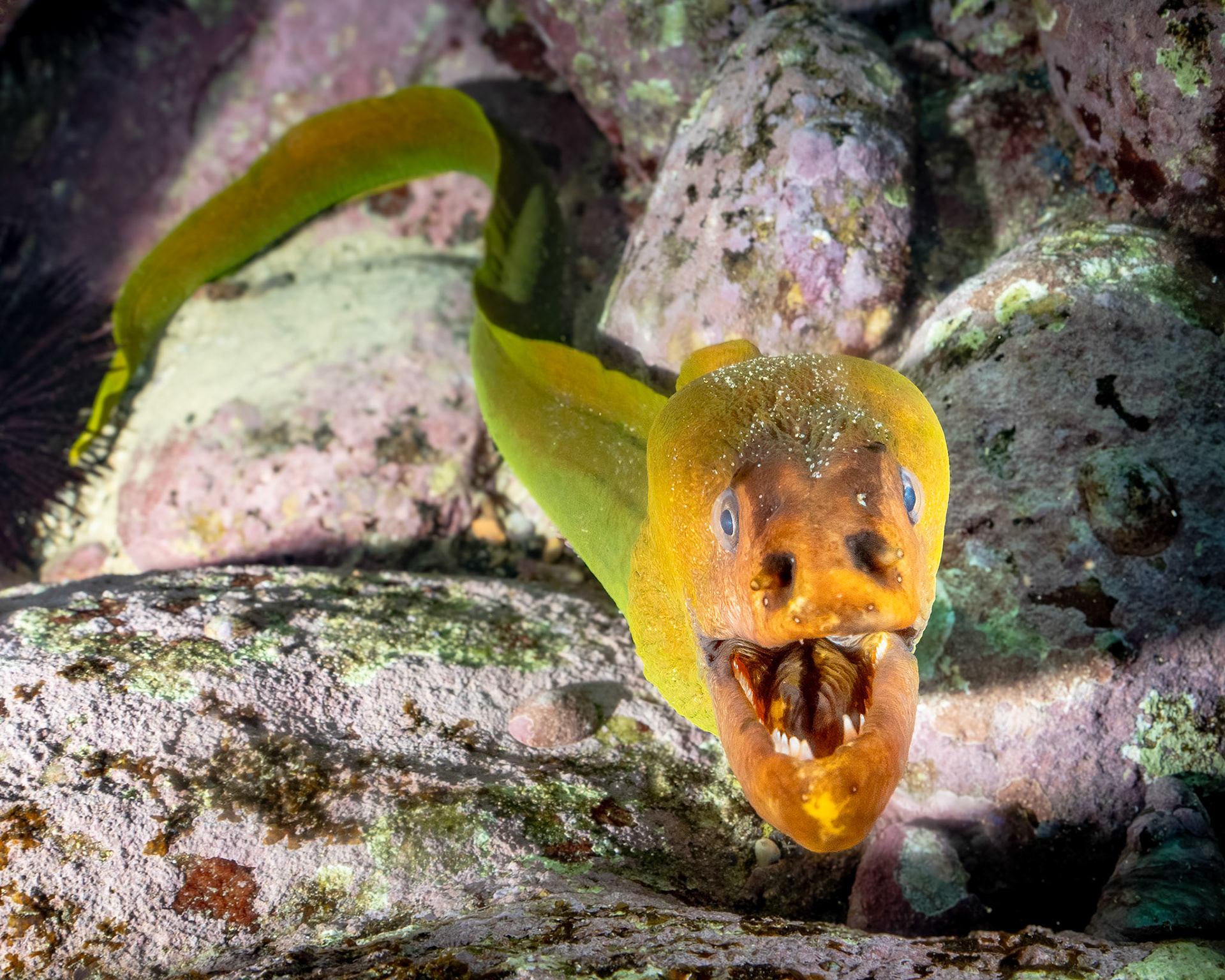 Green Moray (Gymnothorax prasinus) Sydney, Australia Depth -7.0 m Temp 17deg1/160 sec f/7.1 ISO 200
