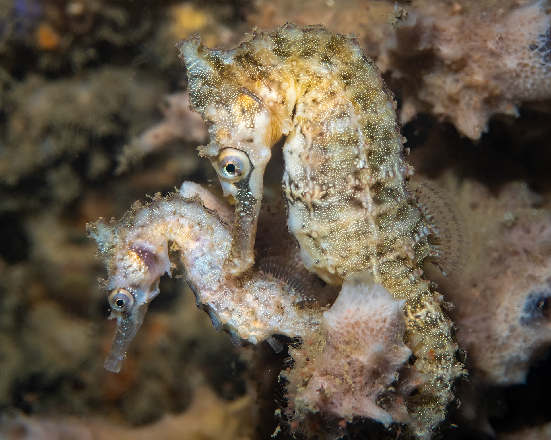 White's Seahorse (Hippocampus whitei) Sydney, Australia Depth -8.0 m Temp 17deg1/125 sec f/8 ISO 200