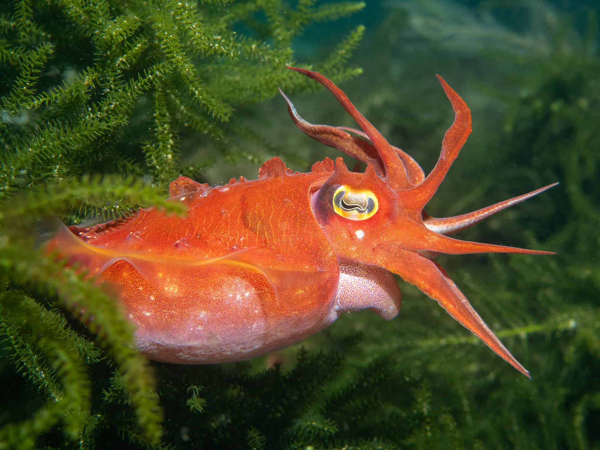 Ken's Cuttlefish (Sepia grahami) Sydney, Australia Depth -13.0 m Temp 19deg1/125 sec, f/6.3, ISO 200