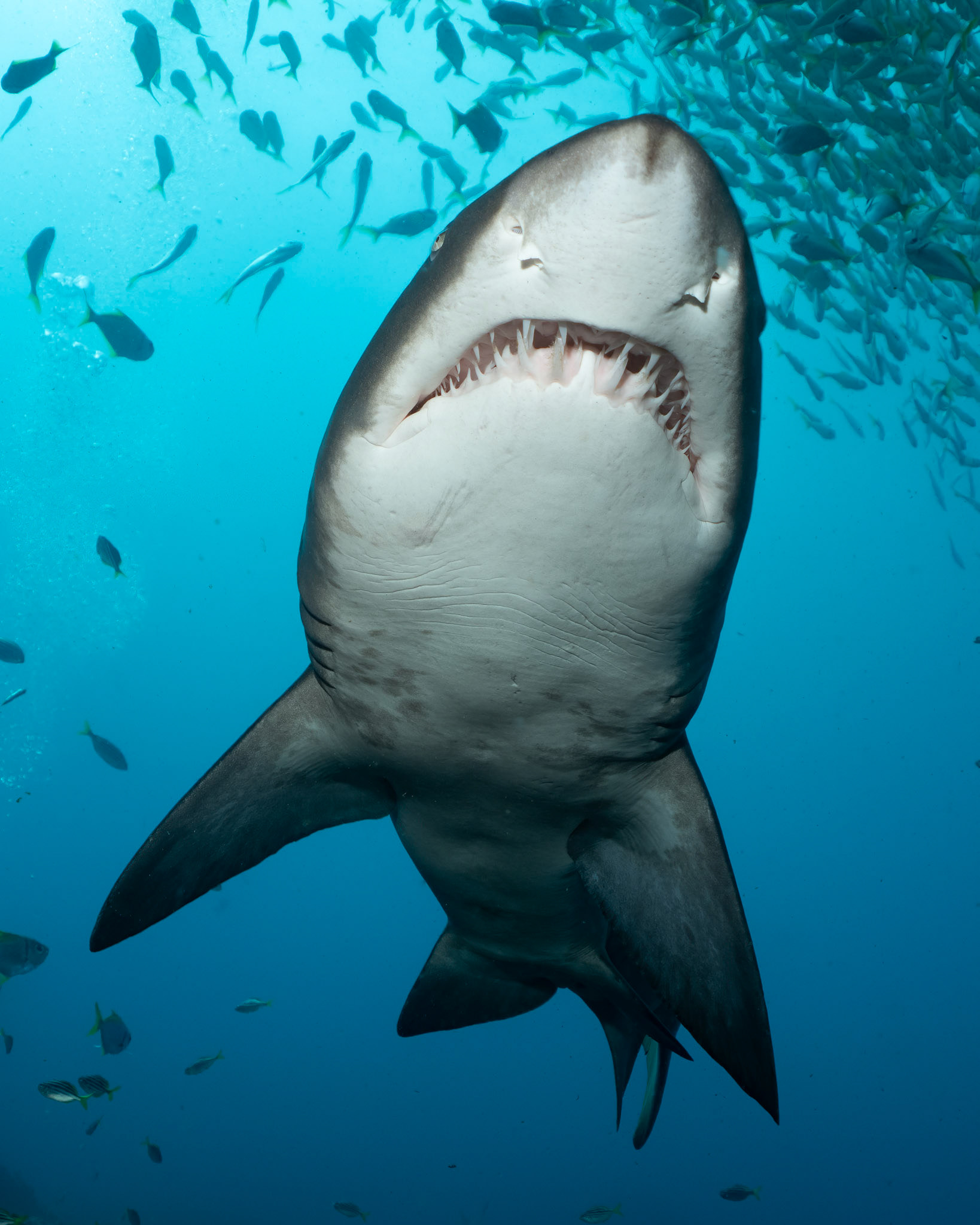 Greynurse Shark (Carcharias taurus Rafinesque) Sydney, Australia Depth -15.0 m Temp 23deg1/200 sec f/5.6 ISO 200