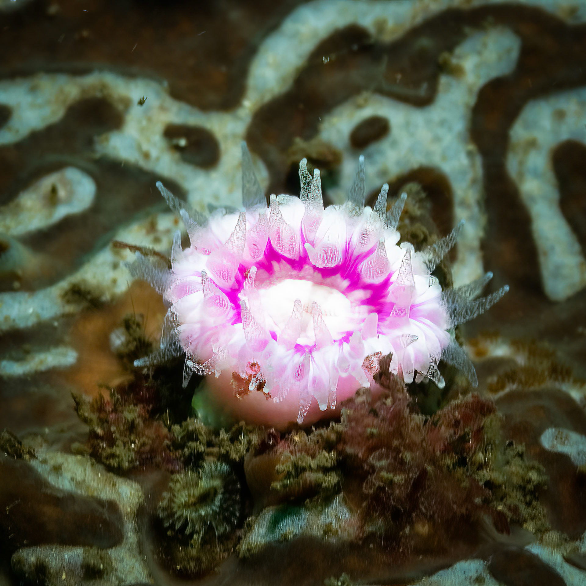 Jewel Anemone (Corynactis australis)Sydney, Australia¹⁄₁₀₀ sec at ƒ / 5.6, ISO-160Depth -16.0 mTemp 17deg