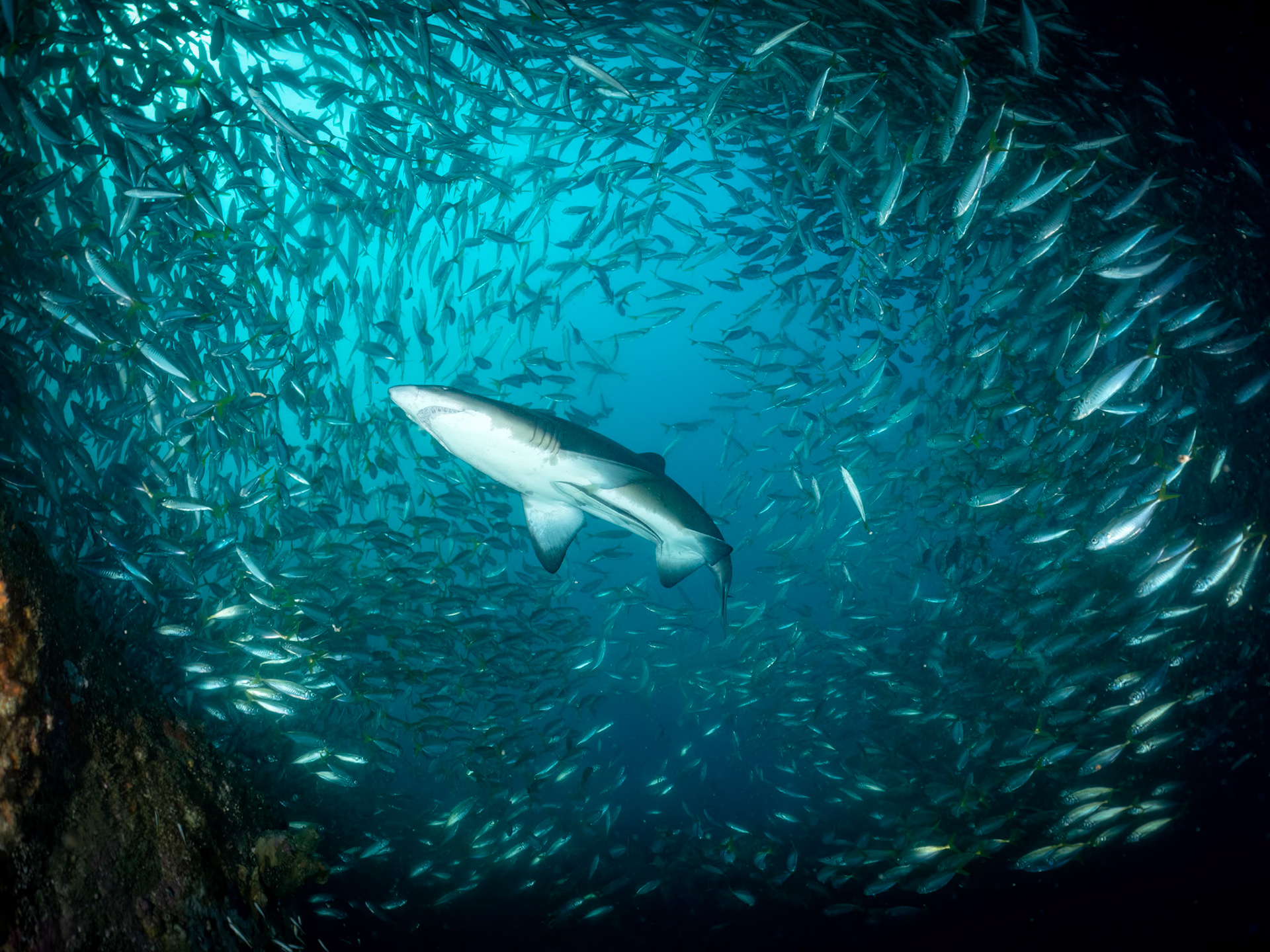 Greynurse Shark (Carcharias taurus Rafinesque) Sydney, Australia ¹⁄₁₂₅ sec at ƒ / 8.0, ISO-200 Depth -12.0 m Temp 19deg