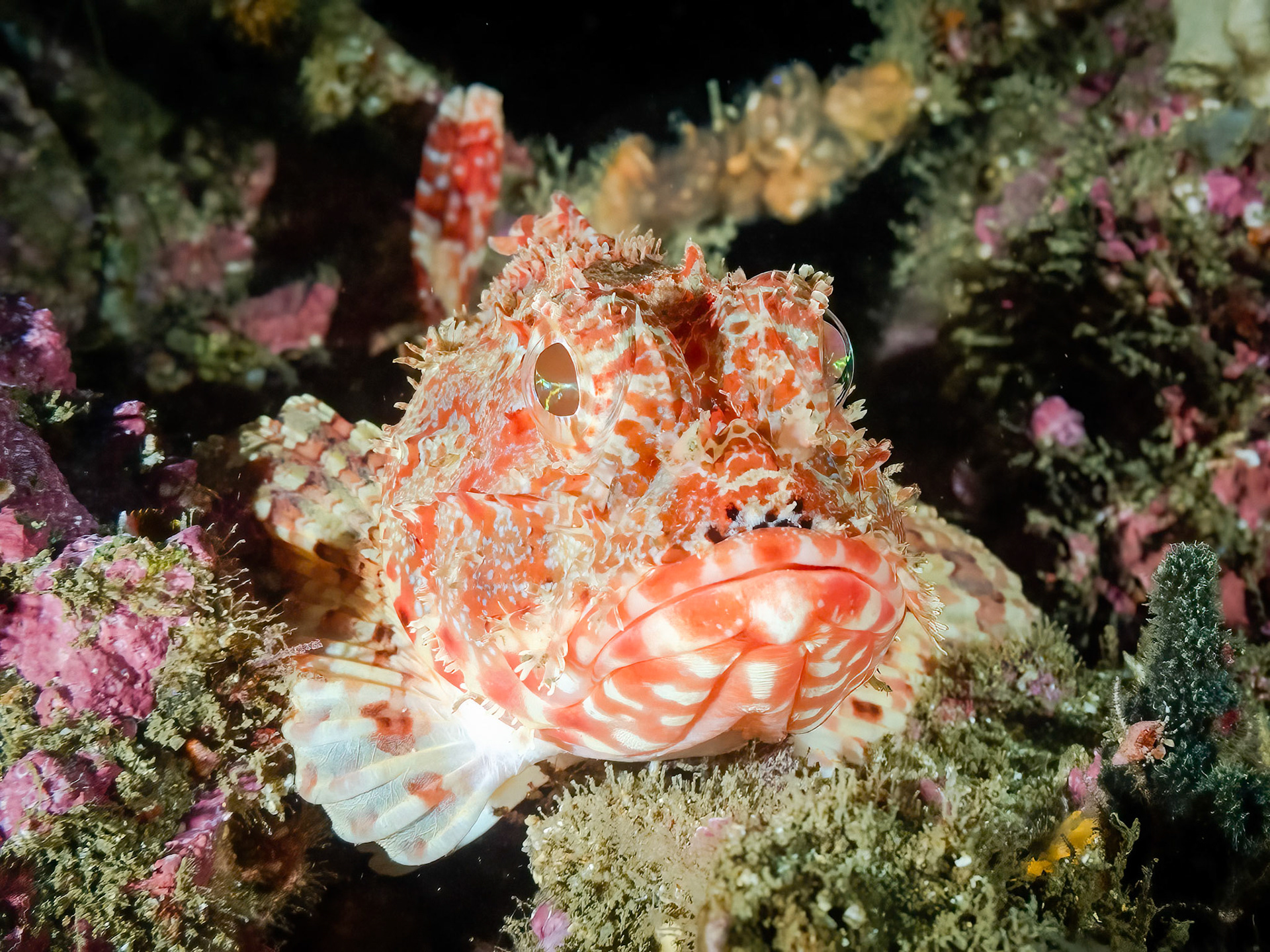 Eastern Red Scorpionfish (corpaena jacksoniensis Sydney, Australia ¹⁄₁₆₀ sec at ƒ / 5.6, ISO-500 Depth -21.0 m Temp 16deg