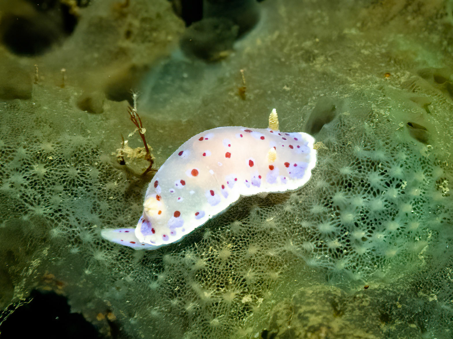 Thompson's Nudibranch (Chromodoris thompsoni) Sydney, Australia Depth -8.0 m Temp 18deg.1/80 sec f/7.1 ISO 2000