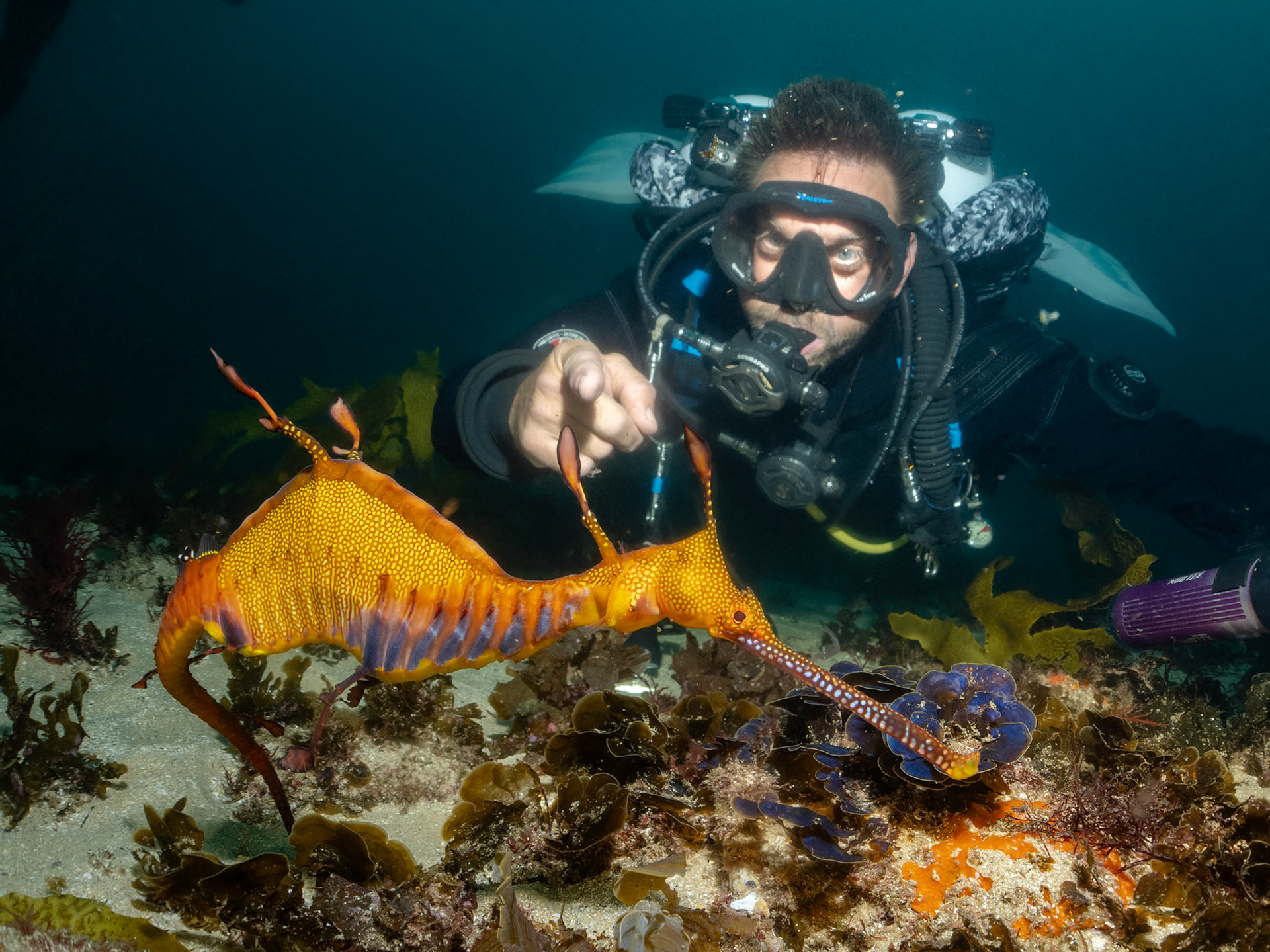 Weedy Sea Dragon (Phyllopteryx taeniolatus) Sydney, Australia ¹⁄₁₆₀ sec at ƒ / 6.3, ISO-200 Depth -24.0 m Temp 20deg