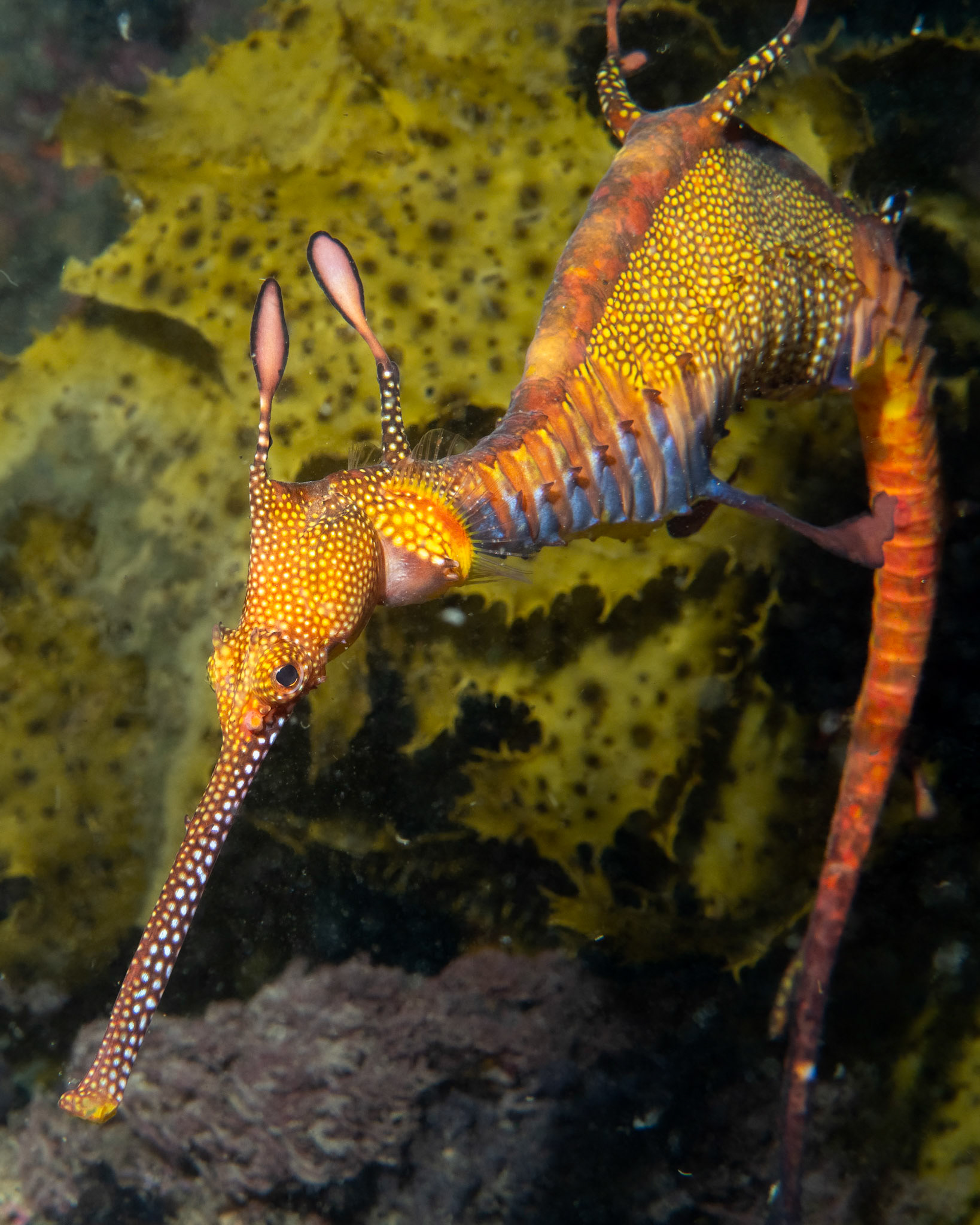 Weedy Sea Dragon (Phyllopteryx taeniolatus) Sydney, Australia Depth -14.0 m Temp 18deg1/200 sec f/9 ISO 200