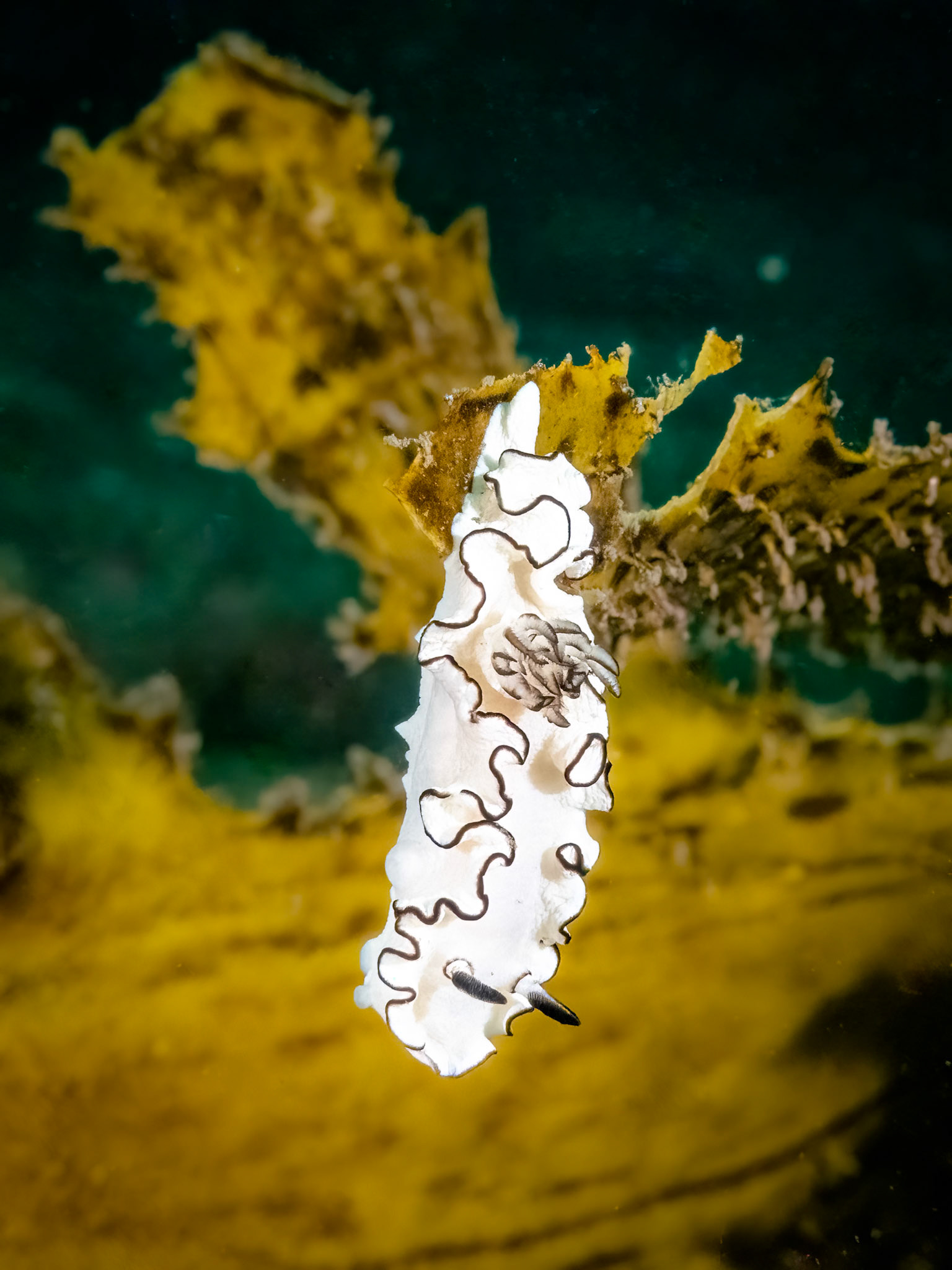 Black-margined Nudibranch (Doriprismatica atromarginata) Sydney, Australia Depth -17.0 m Temp 21deg1/100 sec f/10 ISO 5000