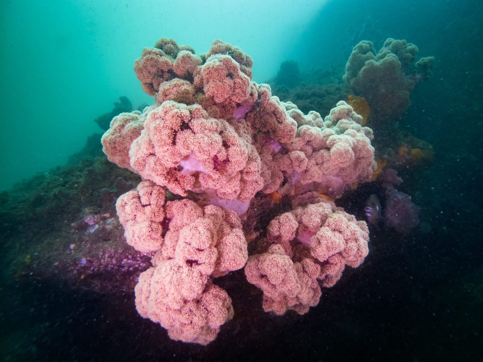 Cauliflower Soft Coral (Dendronephthya australis)Sydney, Australia¹⁄₂₇₀ sec at ƒ / 2.5, ISO-187Depth -9.0 mTemp 20deg