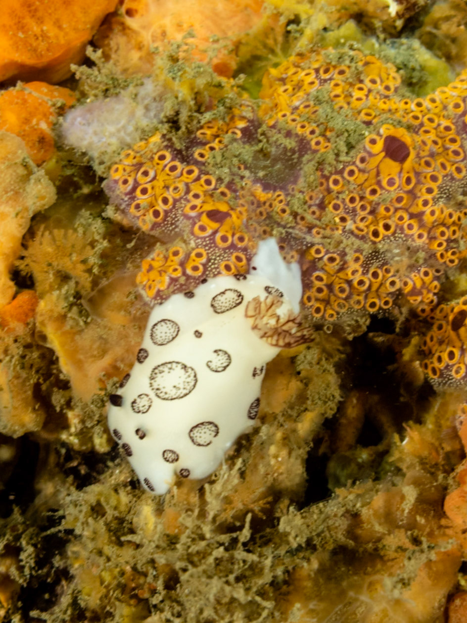 Mourning Dorid (Jorunna funebris) Sydney, Australia ¹⁄₈₀ sec at ƒ / 6.3, ISO-400 Depth -8.0 m Temp 20deg