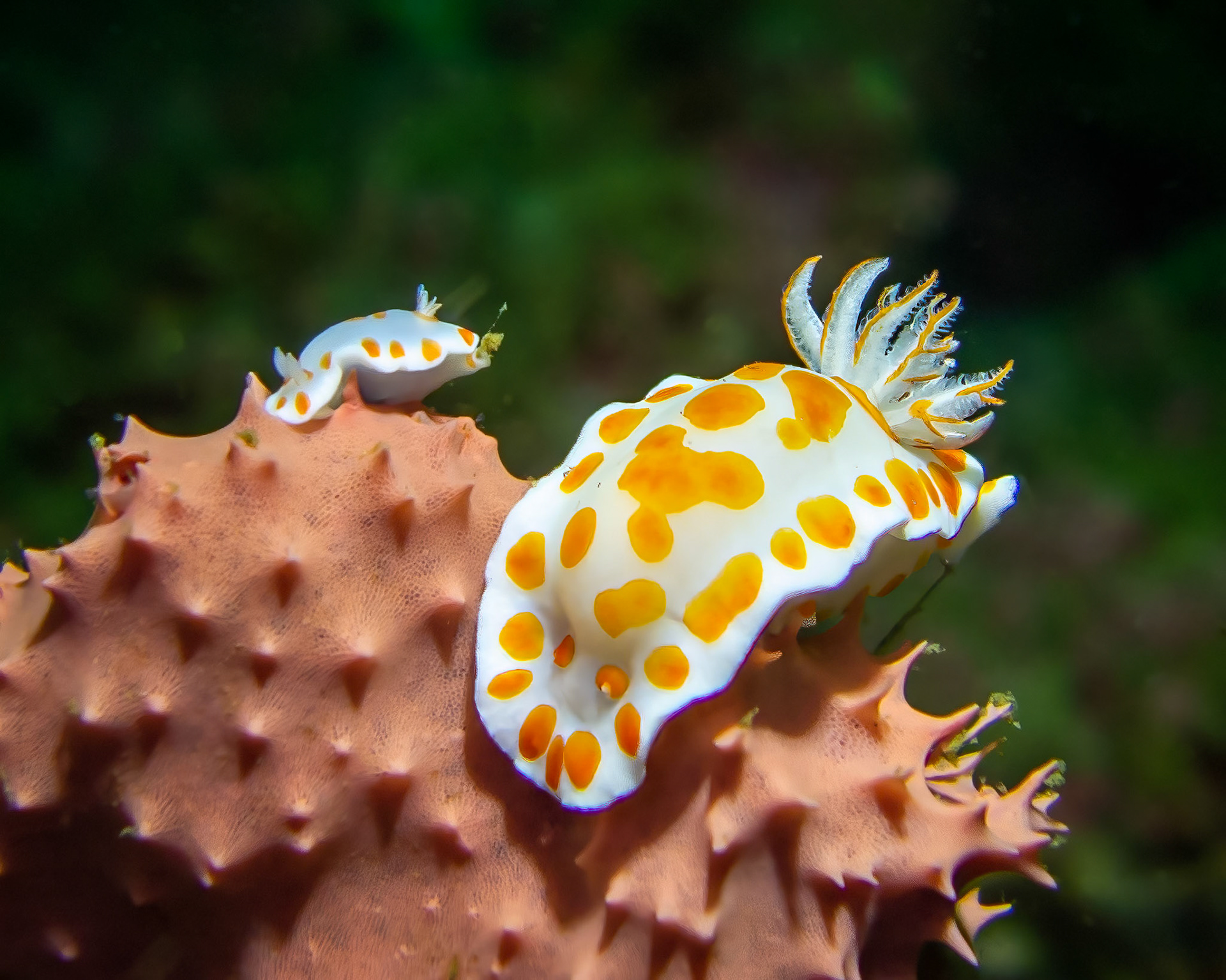 One Spot Nudibranch (Chromodoris tasmaniensis) Sydney, Australia ¹⁄₁₂₅₀ sec at ƒ / 2.2, ISO-200 Depth -20.0 m Temp 19deg.