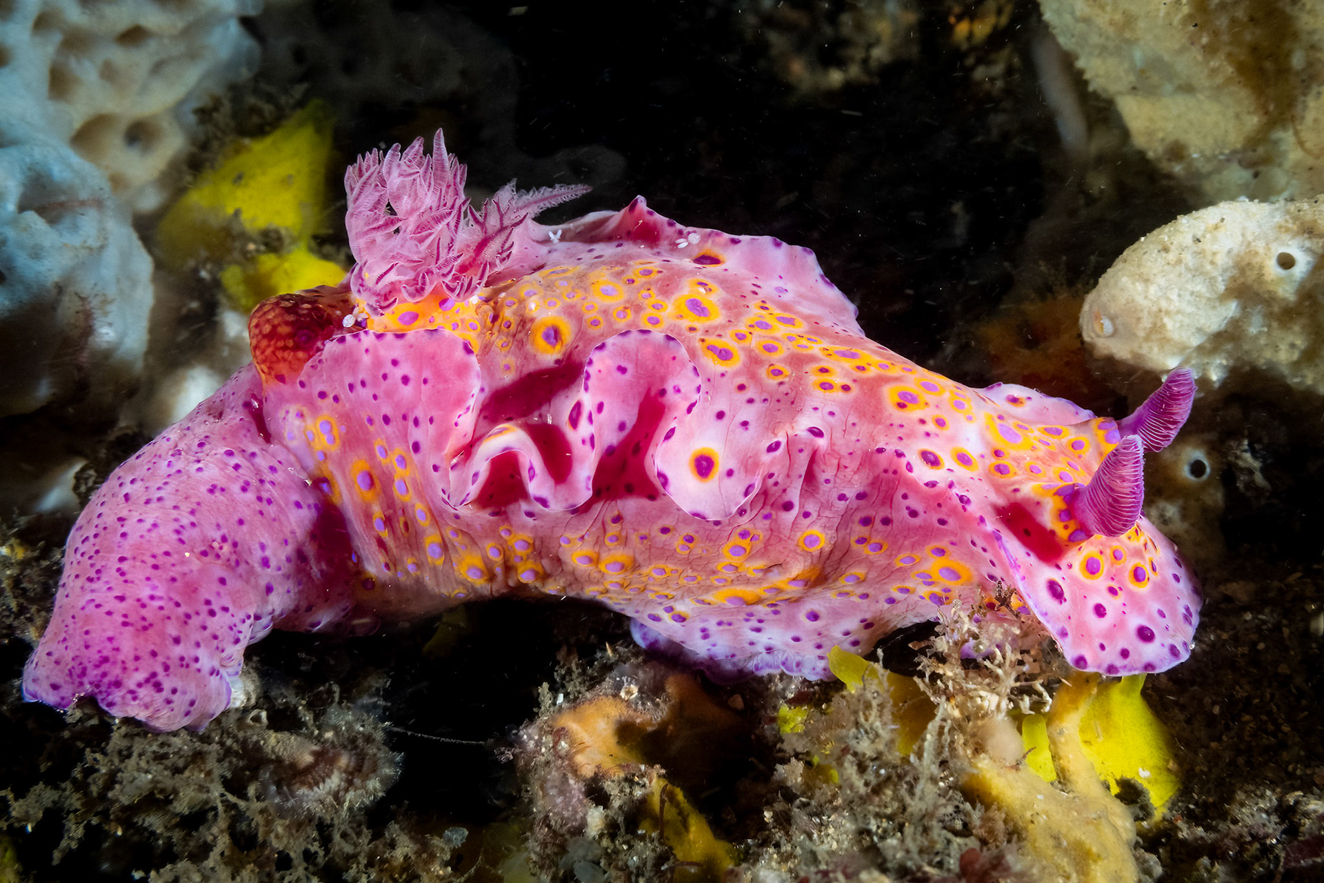 Short Tailed Ceratosoma (Ceratosoma brevicaudatum) Sydney, Australia¹⁄₈₀ sec at ƒ / 9.0, ISO-400Depth -16.0 mTemp 22deg