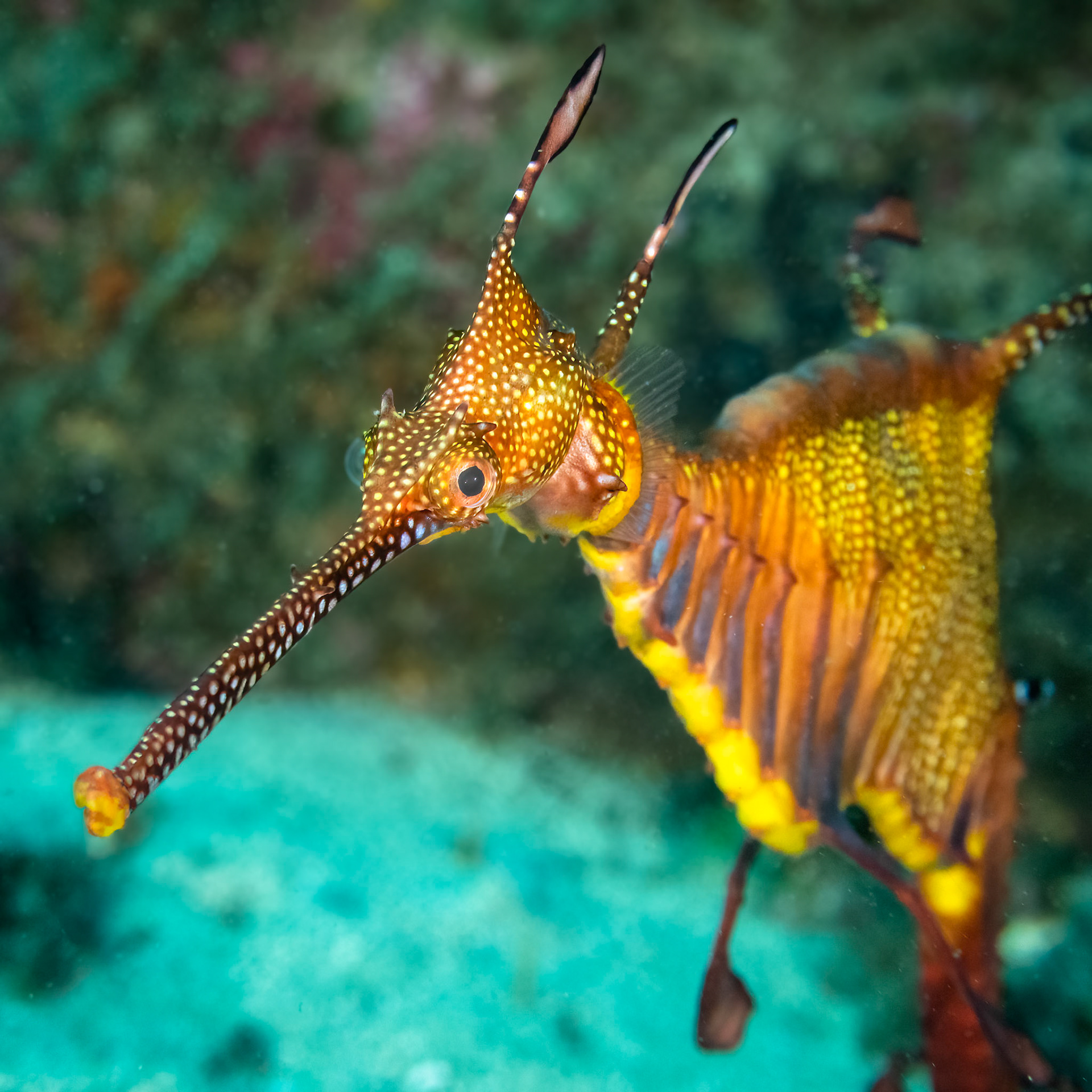 Weedy Sea Dragons (Phyllopteryx taeniolatus) Sydney, Australia ¹⁄₈₀ sec at ƒ / 8.0, ISO-2000 Depth -12.0 m Temp 20deg