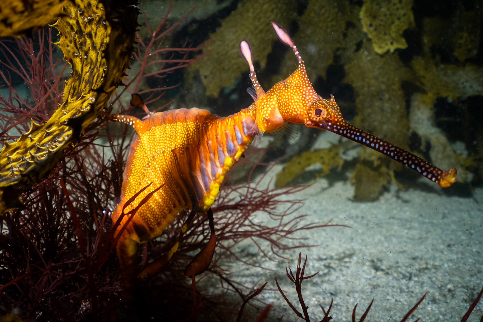 Weedy Sea Dragon (Phyllopteryx taeniolatus) Sydney, Australia ¹⁄₂₀₀ sec at ƒ / 6.3, ISO-200 Depth -10.0 m Temp 17deg