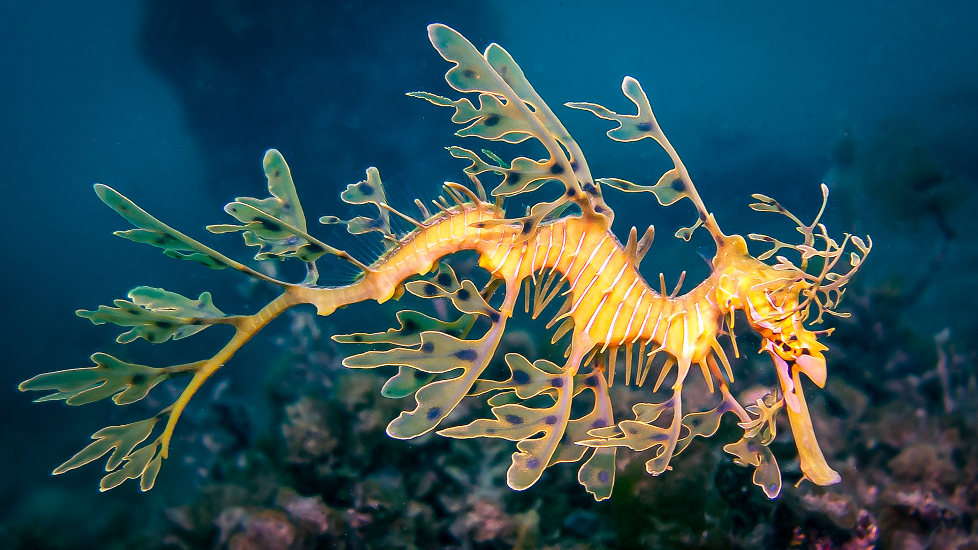 Leafy Seadragon (Phycodurus eques) Adelaide, Australia Depth -7.0 m Temp 15deg.1/250 sec f/2.2 ISO 100