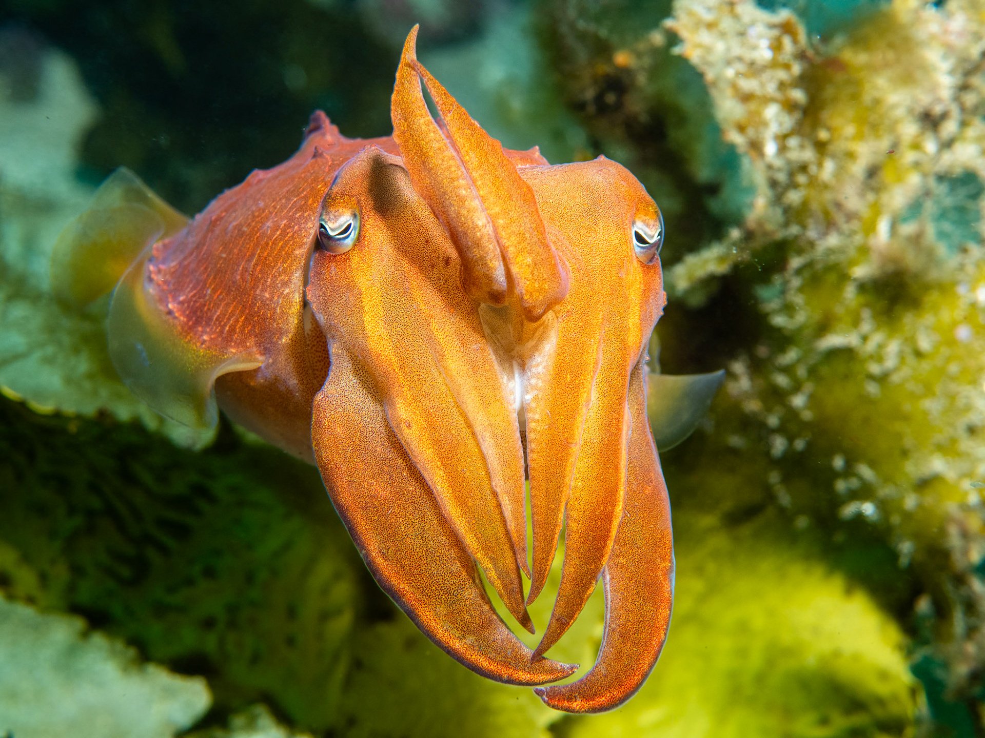Ken's Cuttlefish (Sepia grahami) Sydney, Australia ¹⁄₁₆₀ sec at ƒ / 8.0, ISO-200 Depth -12.0 m Temp 18deg
