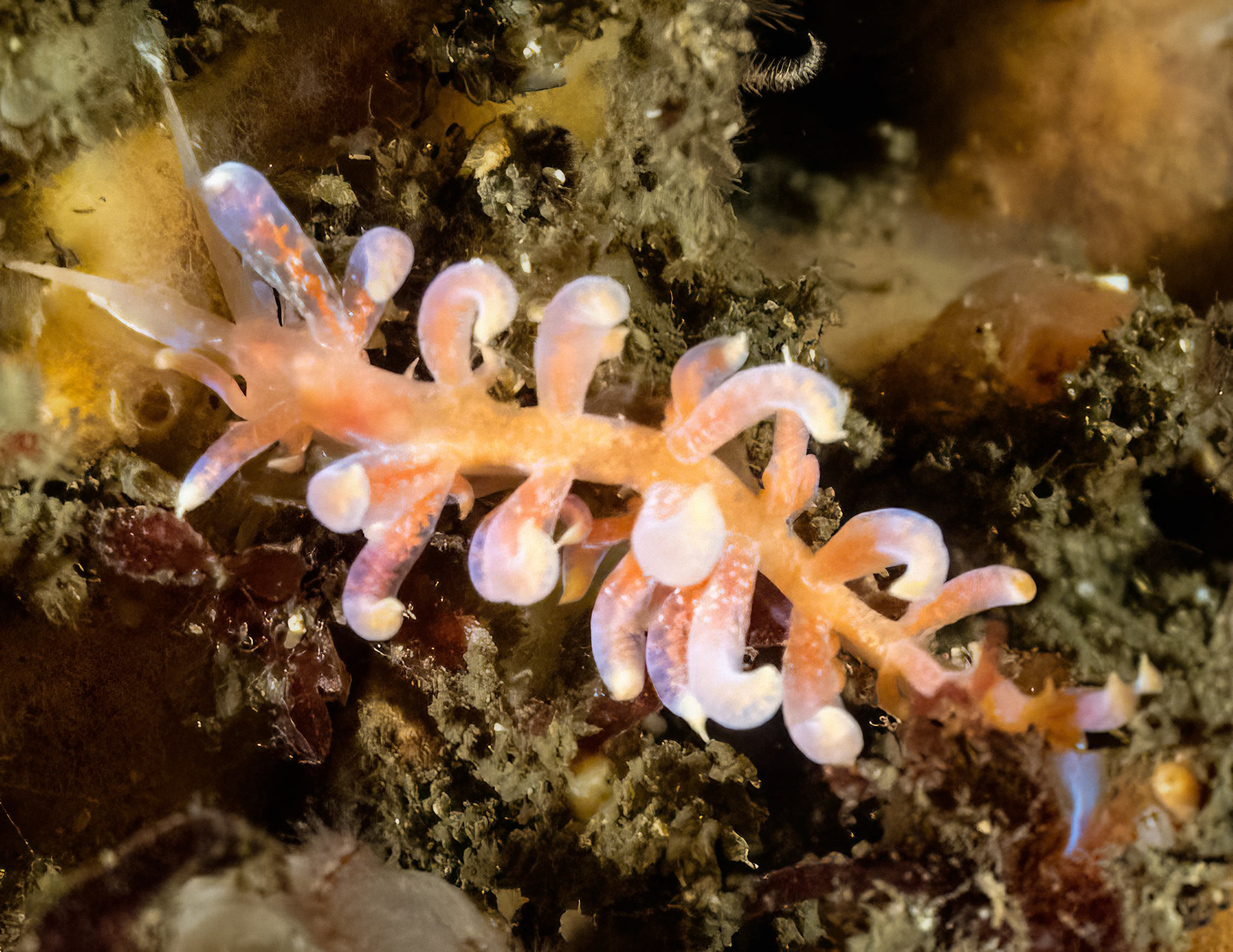 Spun Of Light Nudibranch (Phyllodesmium poindimiei) Sydney, Australia ¹⁄₁₂₅ sec at ƒ / 5.0, ISO-1600 Depth -13.0 m Temp 22deg
