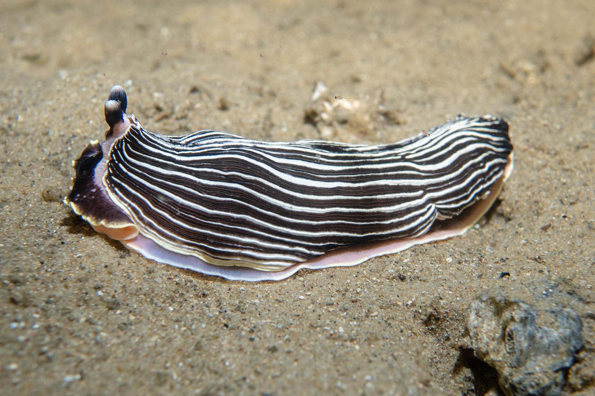 Striped Nudibranch (Armina Cygnea) Sydney, Australia ¹⁄₁₂₅ sec at ƒ / 6.3, ISO-200 Depth -6.0 m Temp 18deg